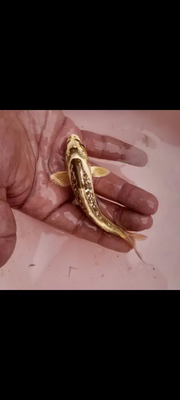 انواع ماهی کوی همه رنگ همه نژاد|ماهی|آمل, |دیوار