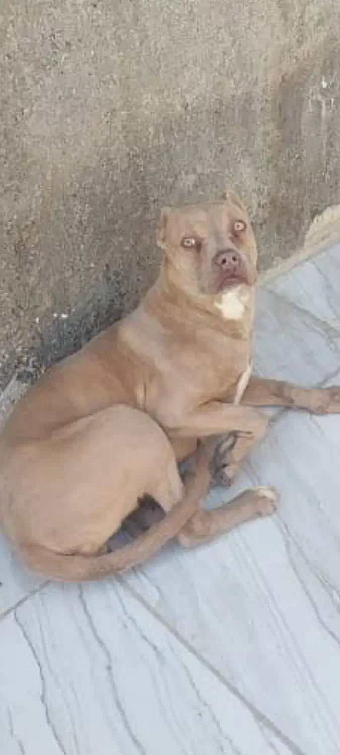 سگ پیتبول|سگ|شیراز, لب آب|دیوار