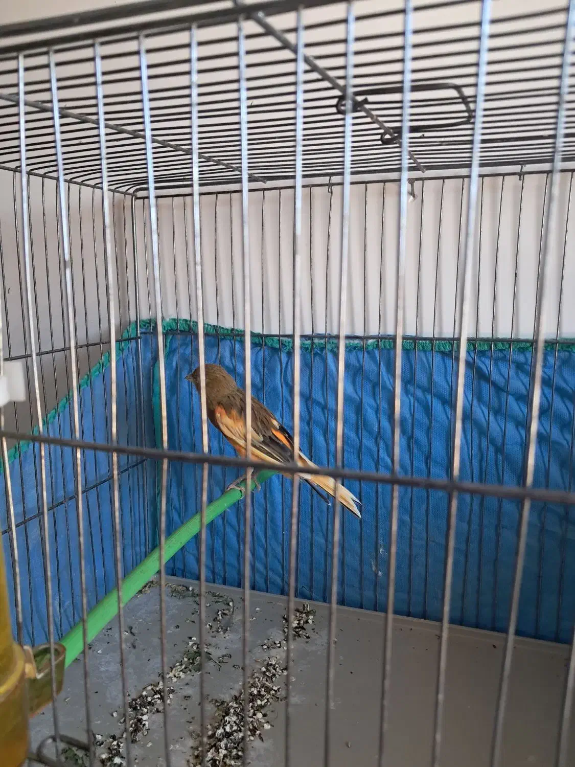 قناری ابلغ سرخ جوجه امسال|پرنده|صدرا-فارس, فاز ۲|دیوار