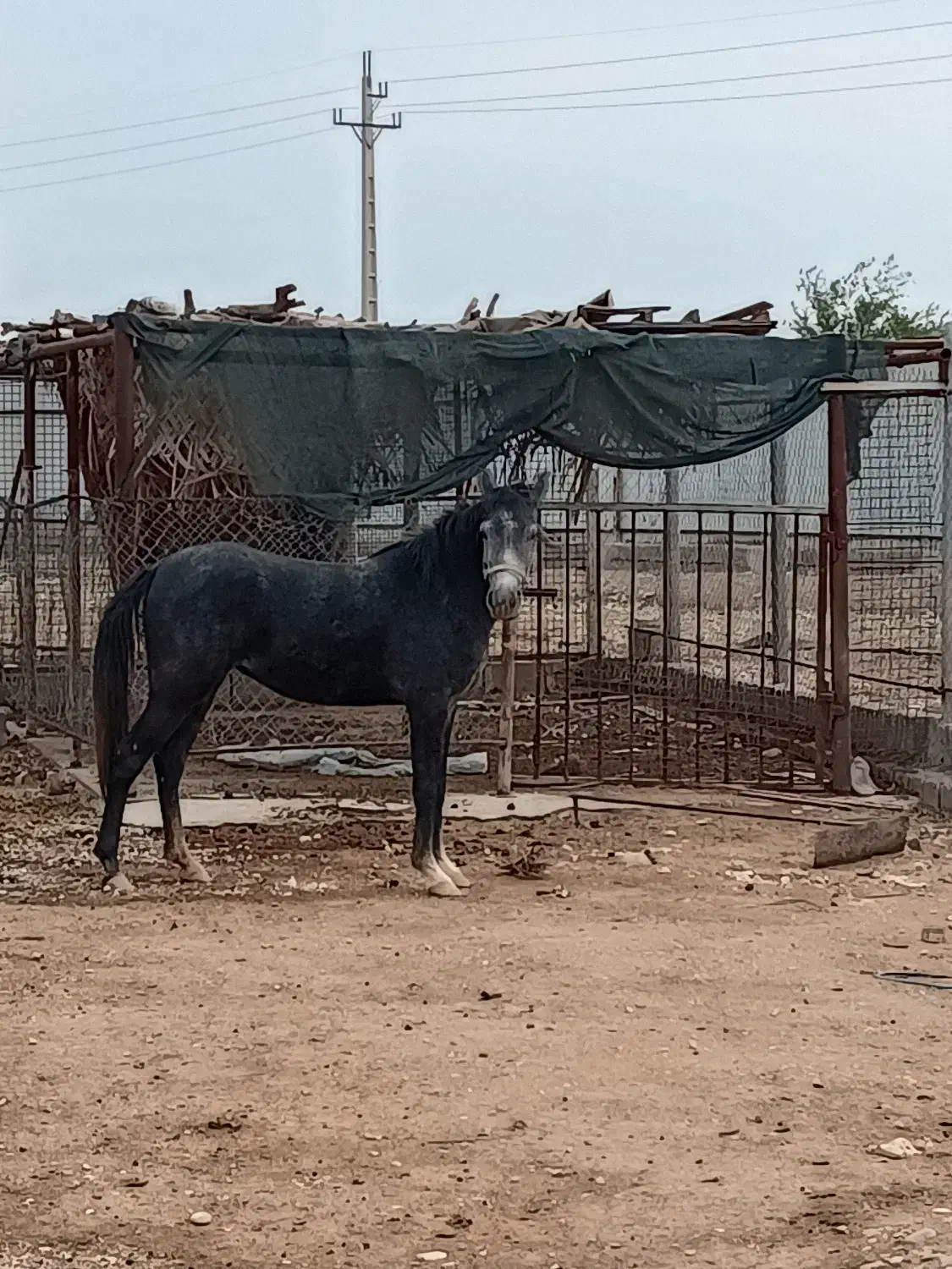 مادیون جوان|حیوانات مزرعه|اندیمشک, |دیوار