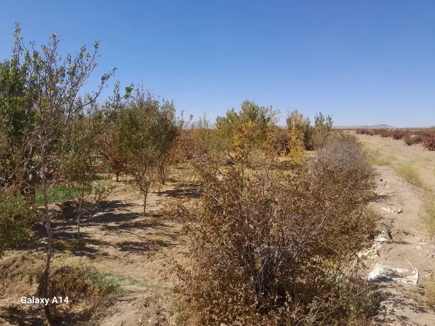 باغ ویلا|فروش خانه و ویلا|سربیشه, |دیوار