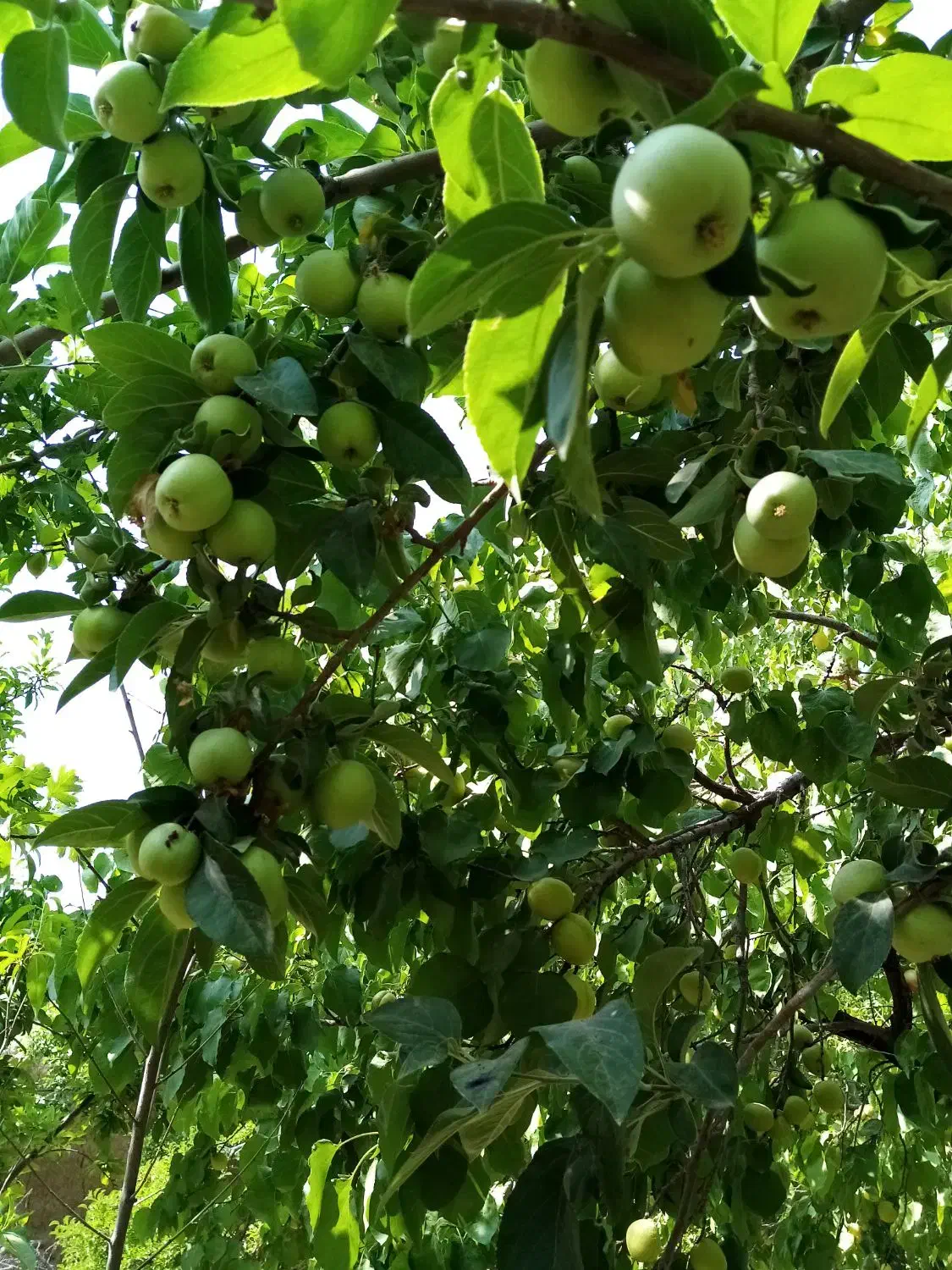 باغ ویلا1600متری جاده آتشگاه سه نبش معاوضه اقساط|فروش خانه و ویلا|نجف‌آباد, قلعه سفید|دیوار