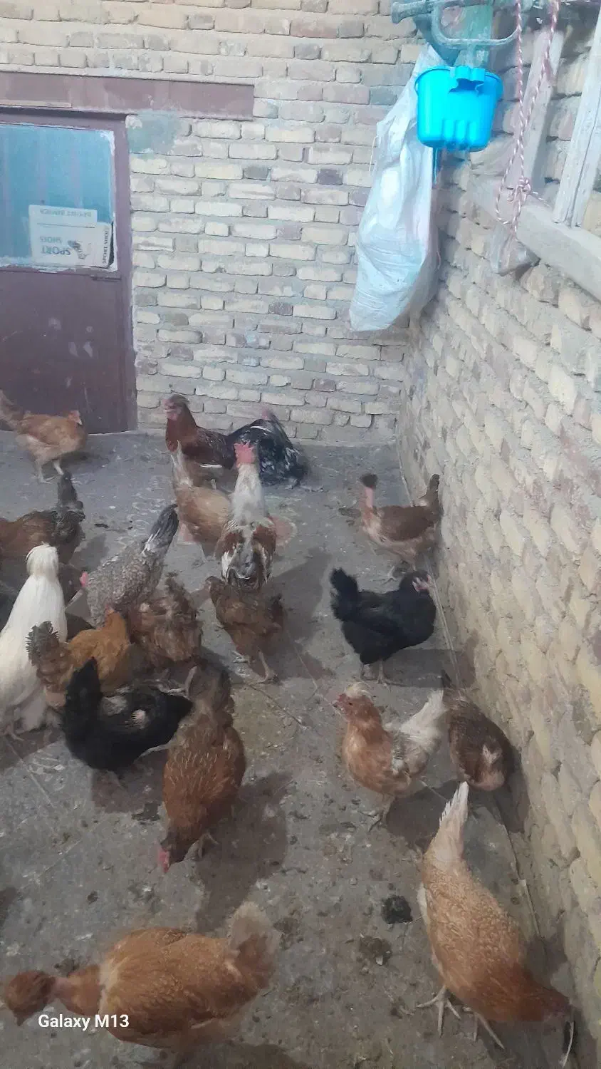 مرغ وخروس|حیوانات مزرعه|حسین آباد, |دیوار