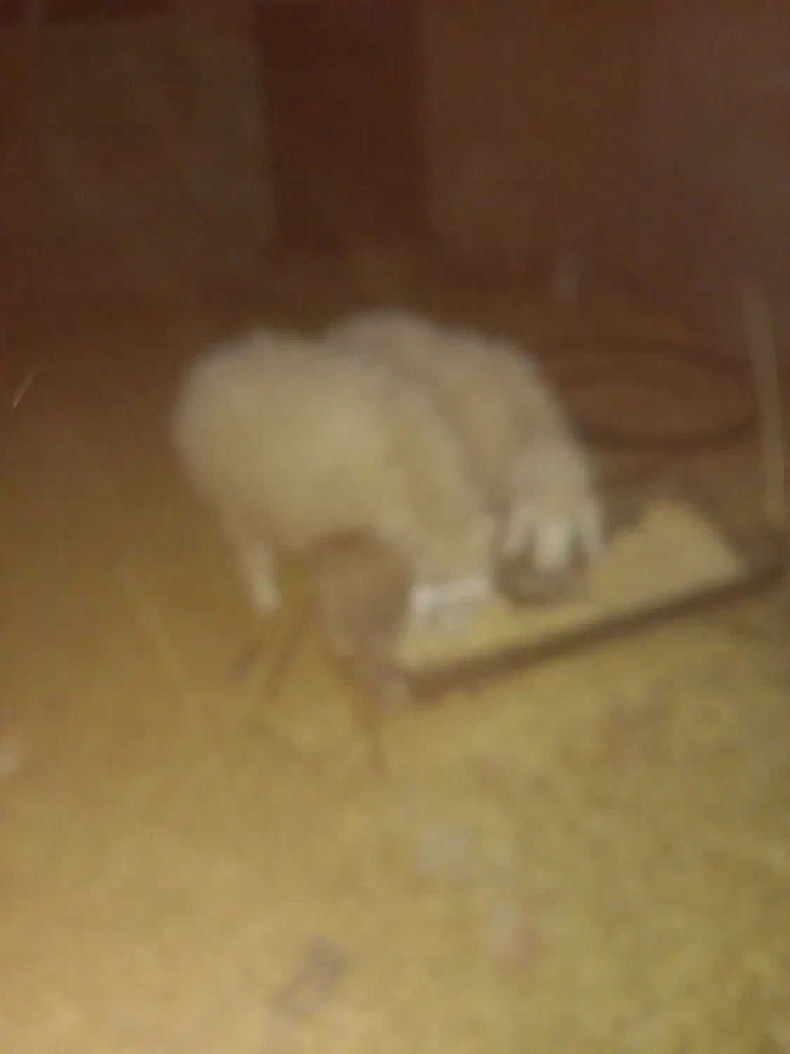 گوسفند.میش وبره نره.۴۰ کیلو.|حیوانات مزرعه|کرمان, |دیوار