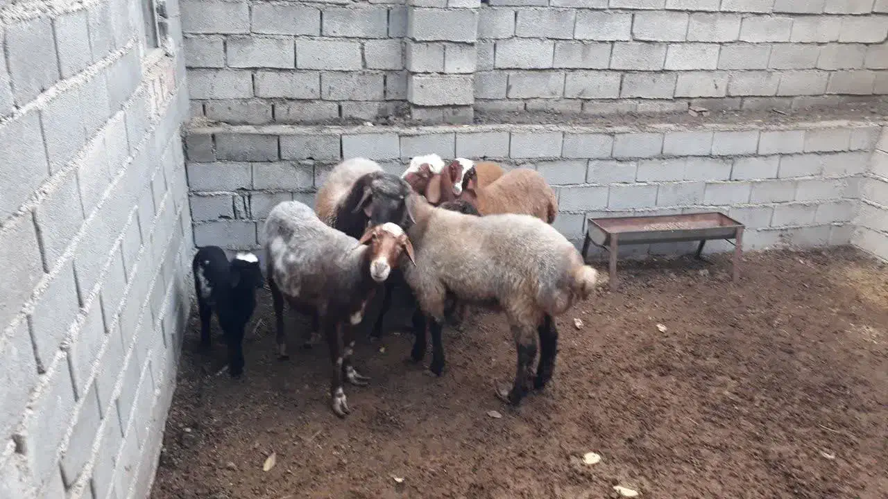 دو تا قوچ افشار و ۴تا ماده افشار و یک بره|حیوانات مزرعه|رامیان, |دیوار