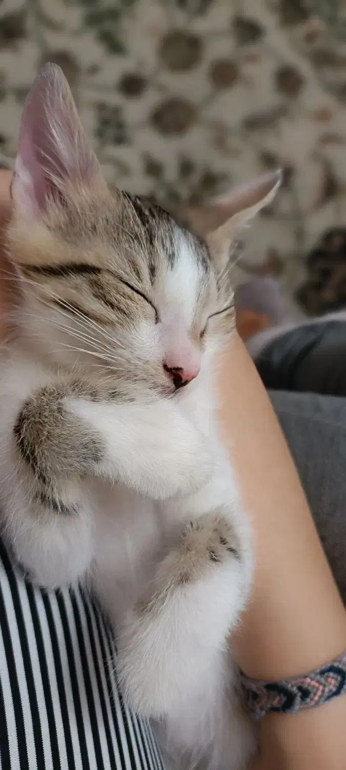 حیوانات|گربه|لاهیجان, گلستان|دیوار