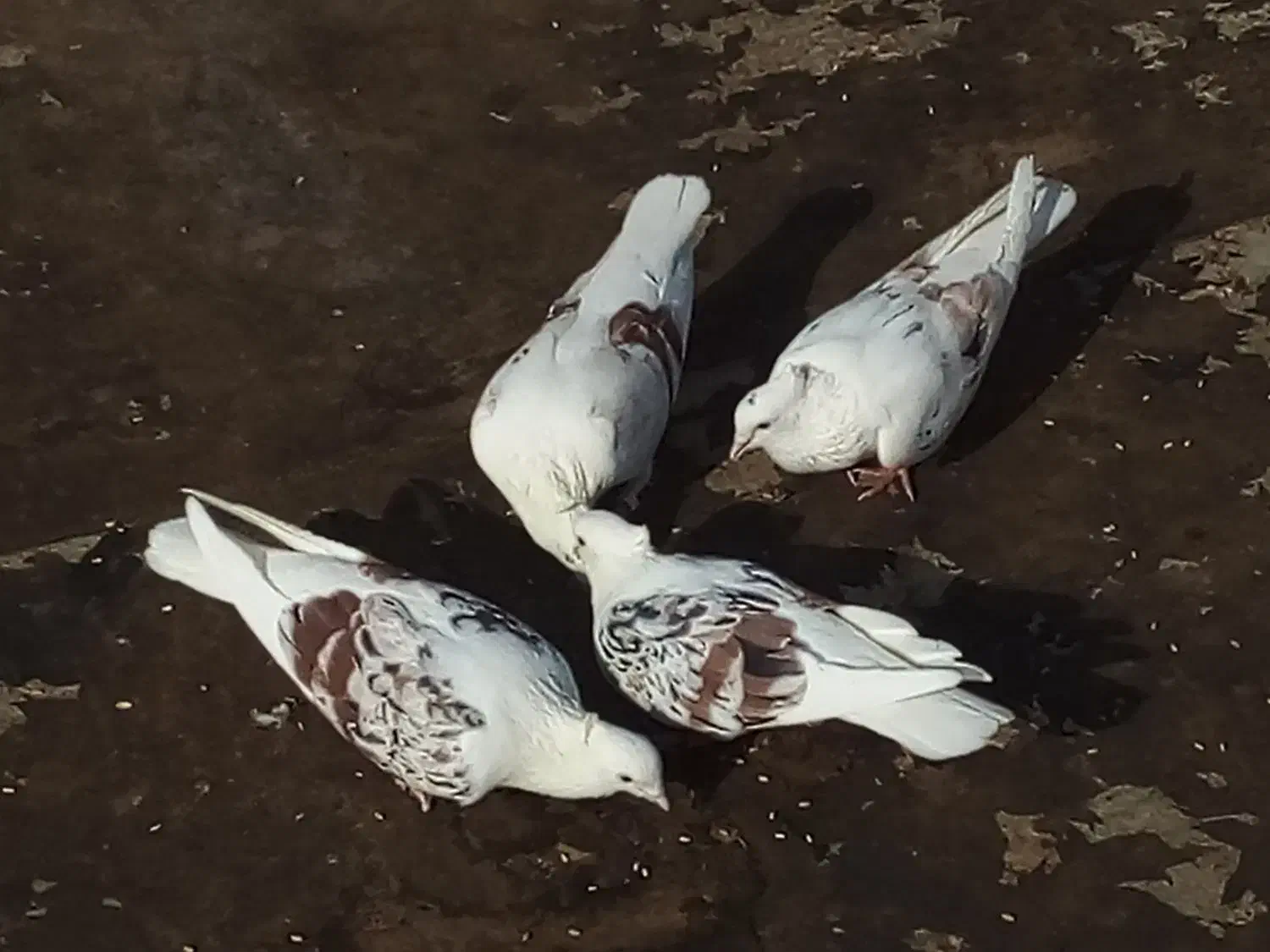 کفتر پشتدار و سرور|پرنده|پاکدشت, پاکدشت (مامازند)|دیوار