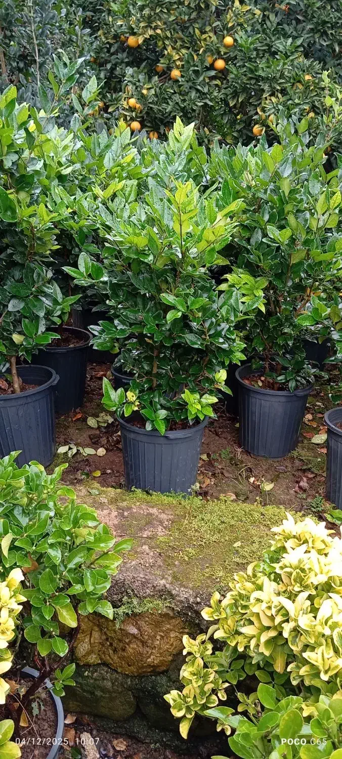 یاس هلندی قیچی خورده سطل 12|خدمات باغبانی و درختکاری|رامسر, |دیوار