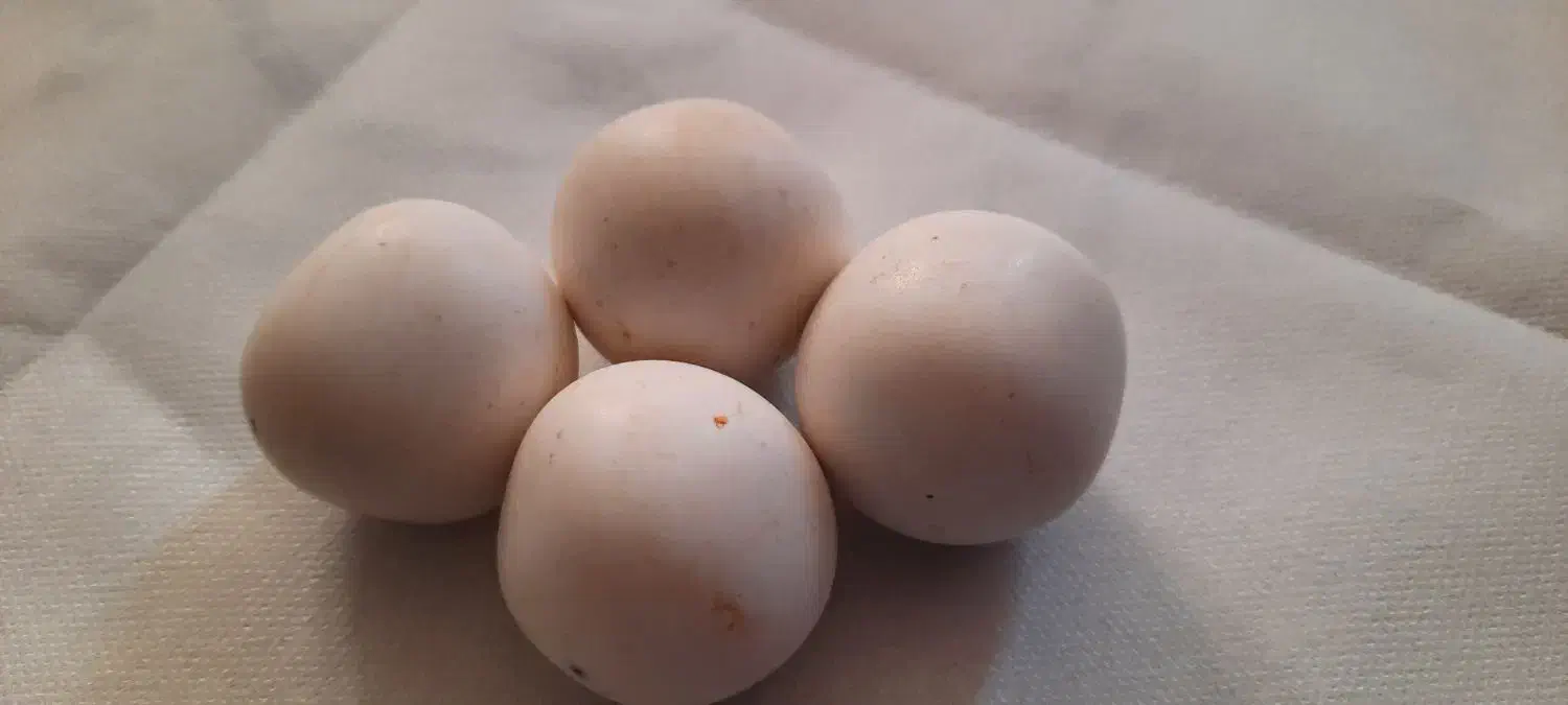 الماس اسیاب|کلکسیون اشیاء عتیقه|شریفآباد, |دیوار