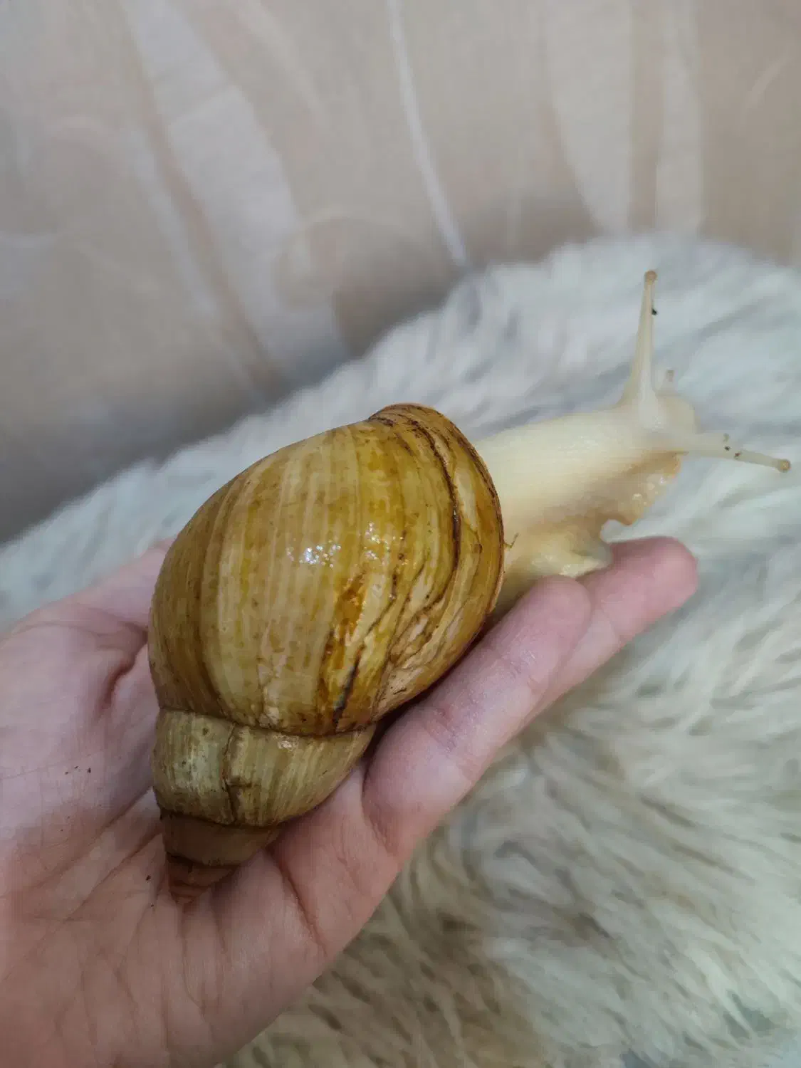 حلزون|خزنده|تهران, فلاح|دیوار