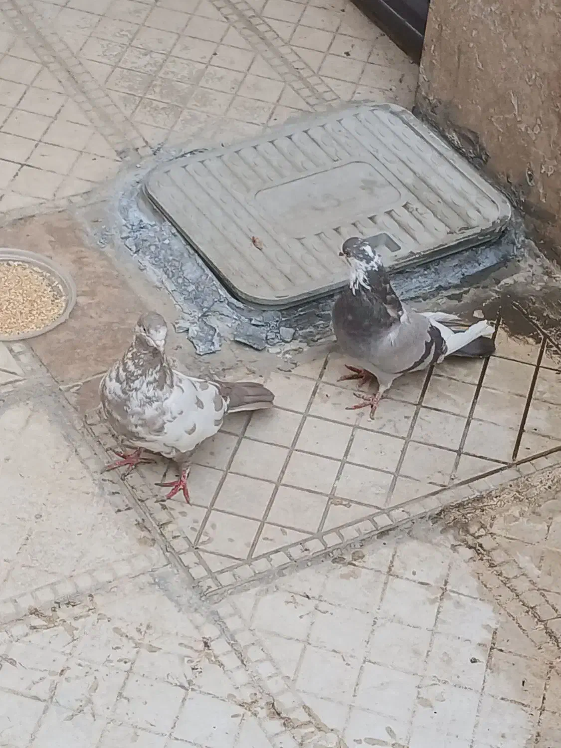 معاوضه با کفتر جفت|پرنده|ملایر, |دیوار