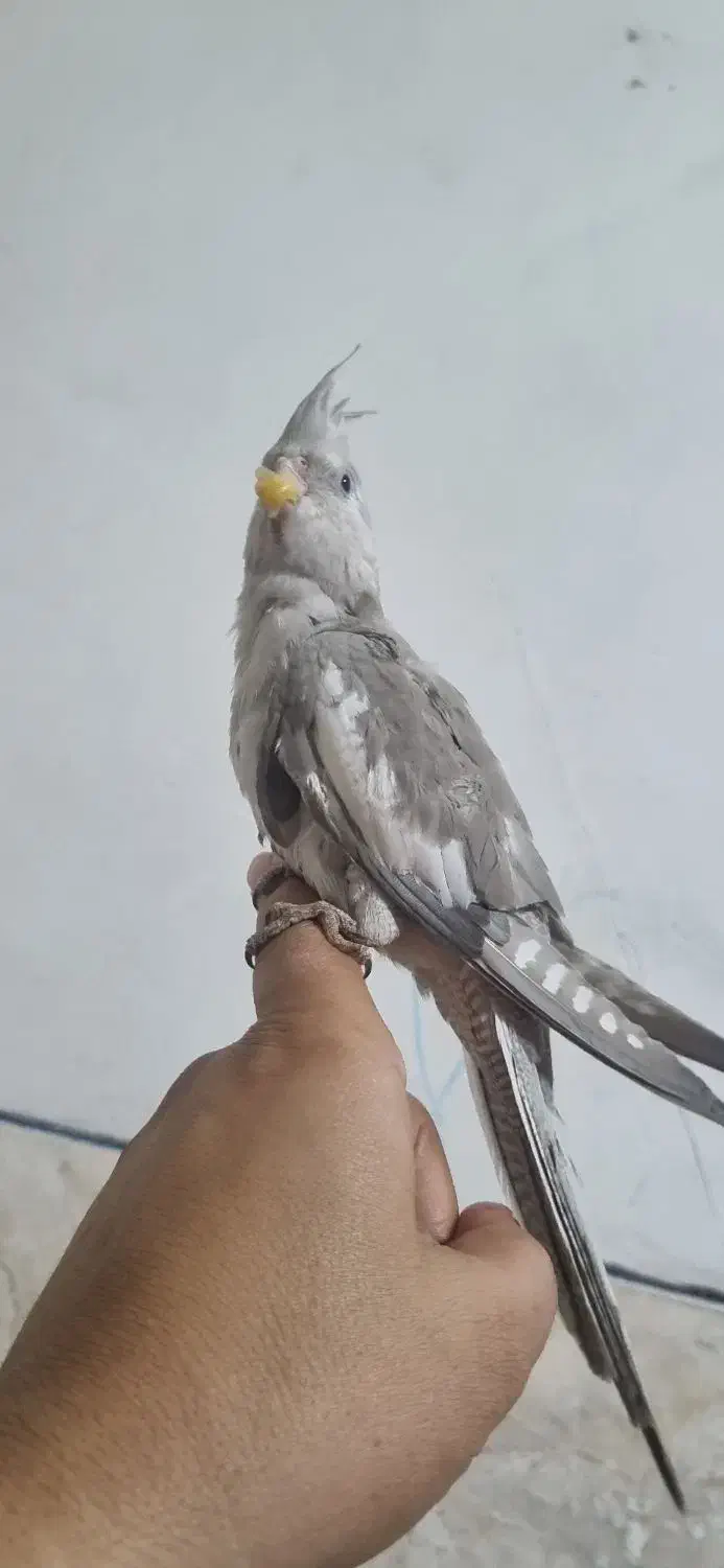 عروس هلندی|پرنده|مرودشت, بیست متری بیمارستان|دیوار