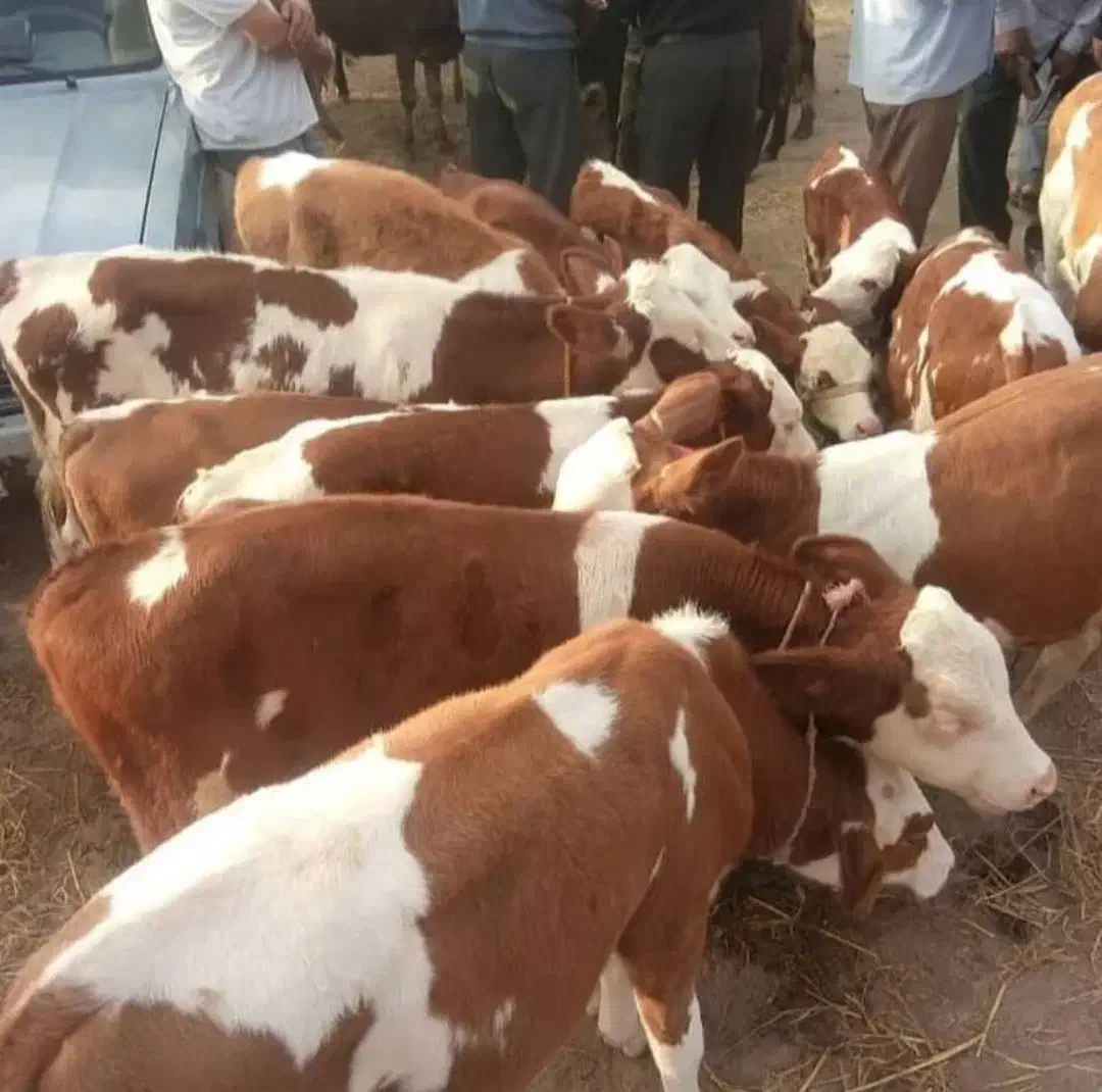 دوستانیکهدنبالگوساله یک دست هستنتماسب...|حیوانات مزرعه|بندر ترکمن, |دیوار