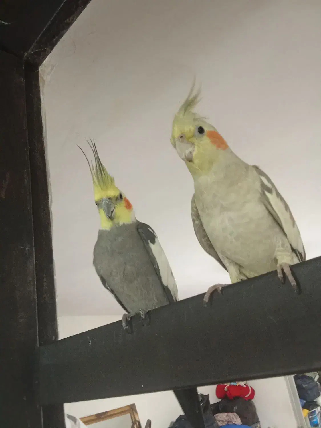 عروس هلندی نر با وسایل کامل|پرنده|روانسر, |دیوار