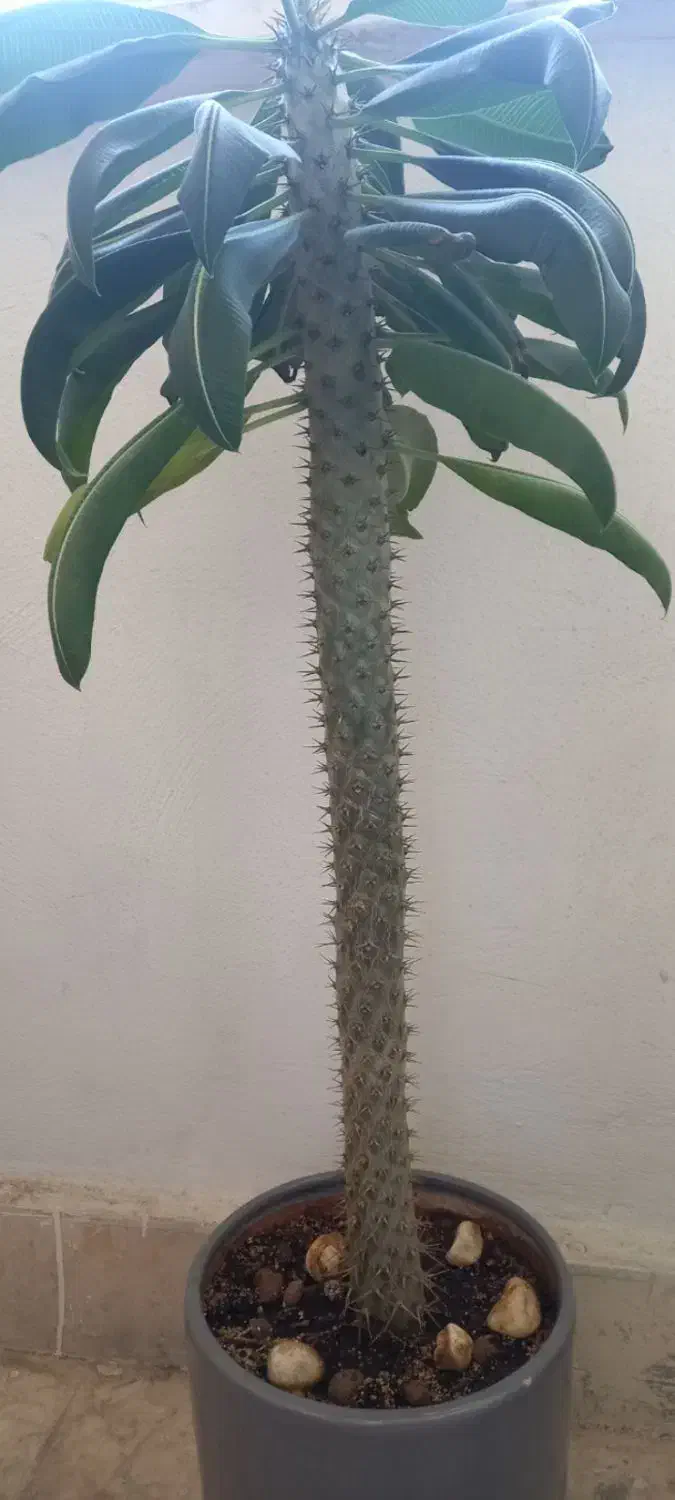 گل طبیعی ماداگسکا|گل و گیاه طبیعی|تهران, شهرک مخابرات|دیوار