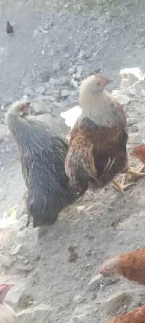 نیمچه مرغ گلپایگانی و مرغ بالغ|حیوانات مزرعه|دماوند, دماوند|دیوار