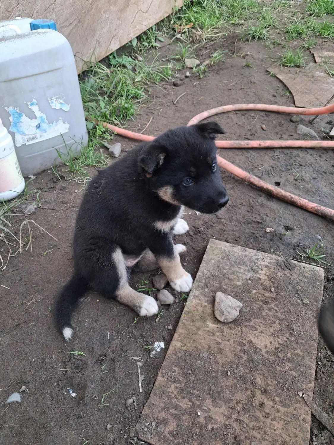 توله ماده ژرمن شپرد|سگ|چاف و چمخاله, |دیوار