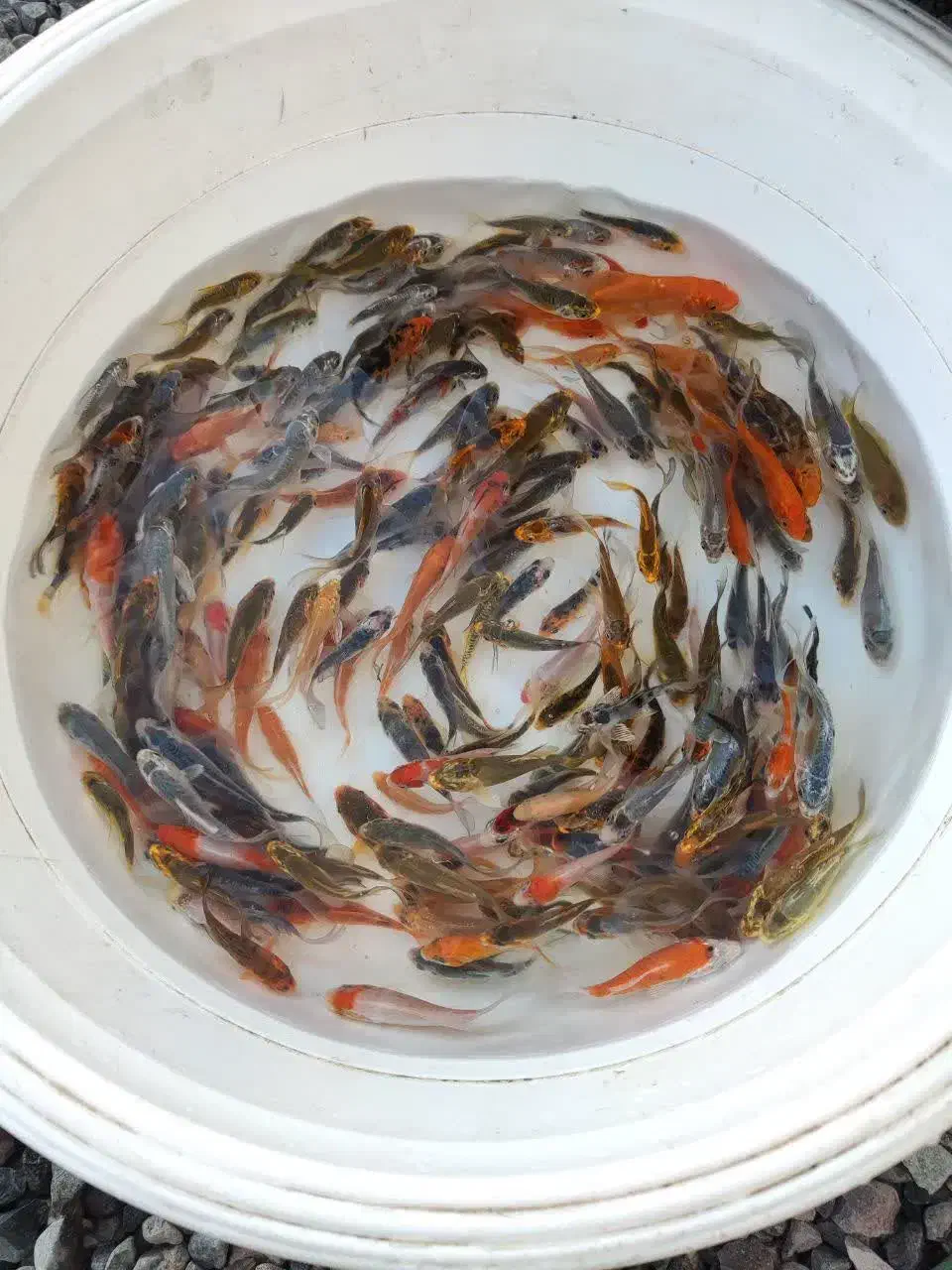 ماهی کوی|ماهی|تهران, جوادیه|دیوار