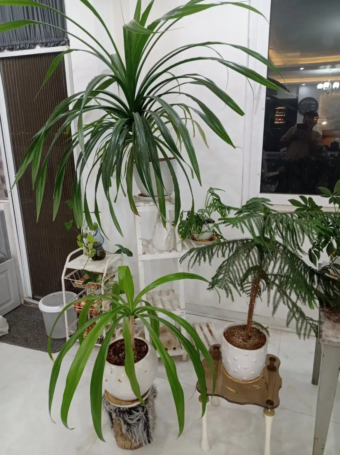 انواع گل|گل و گیاه طبیعی|نیشابور, شهرک ولیعصر|دیوار