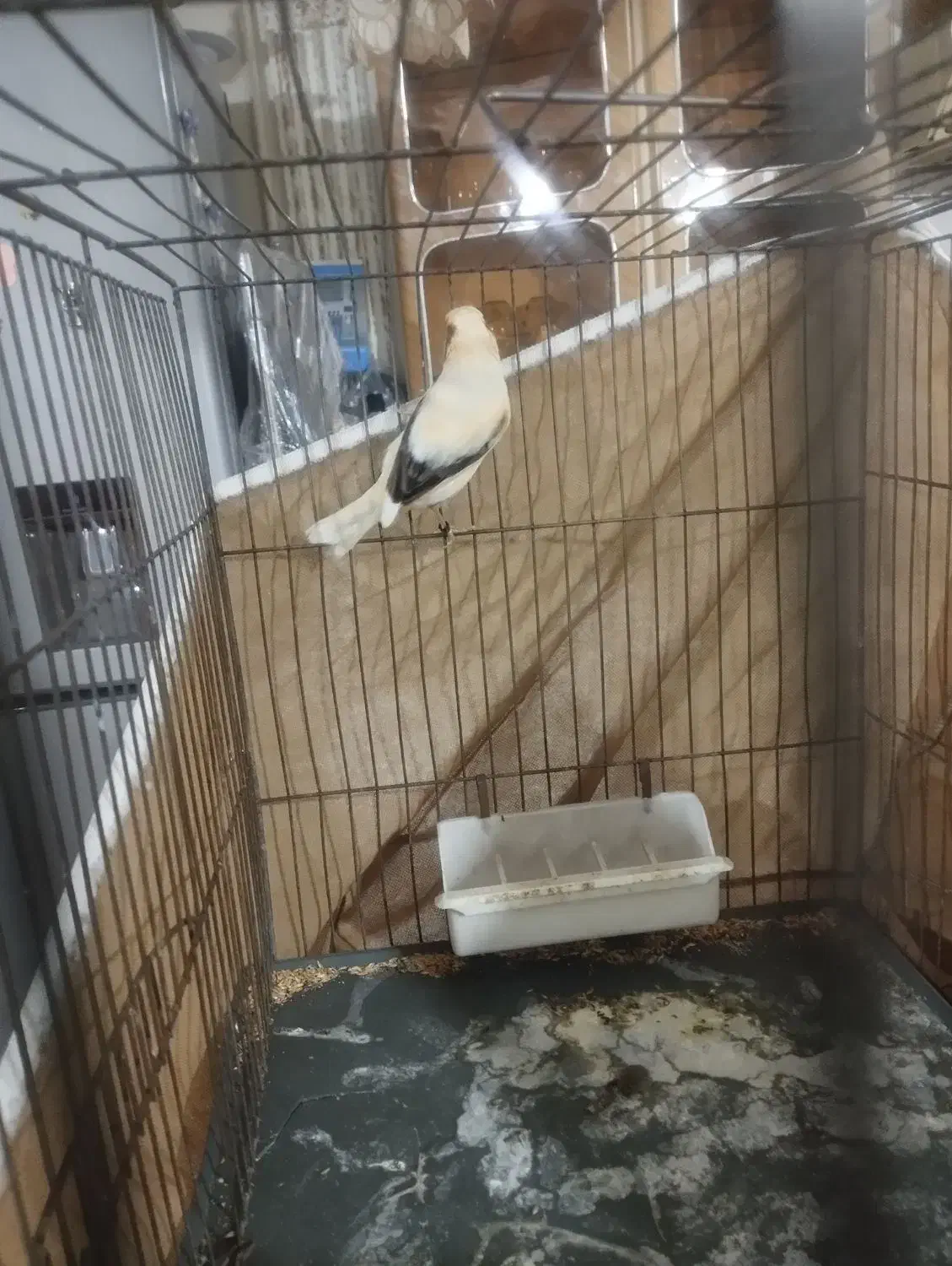 قناری ماده اماده مست|پرنده|بهارستان, |دیوار