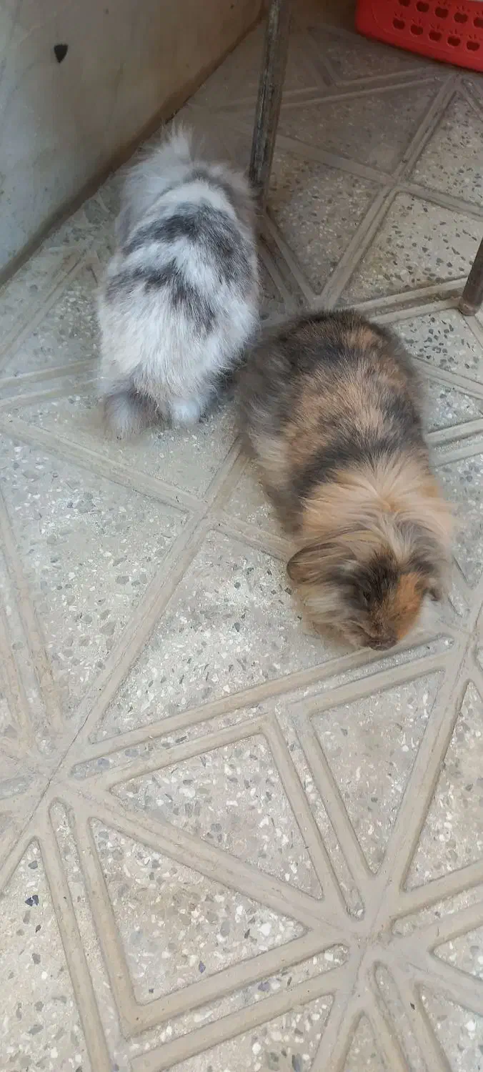 دو عدد خرگوش ب سالع ب فروش میرسد|موش و خرگوش|فلاورجان, |دیوار