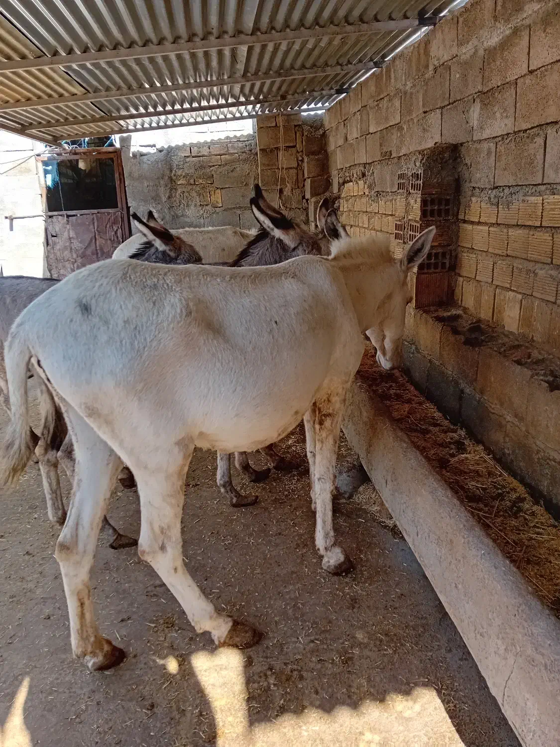 فروش الاغ صرفا به خاطر کمبود جا|حیوانات مزرعه|کرمانشاه, |دیوار