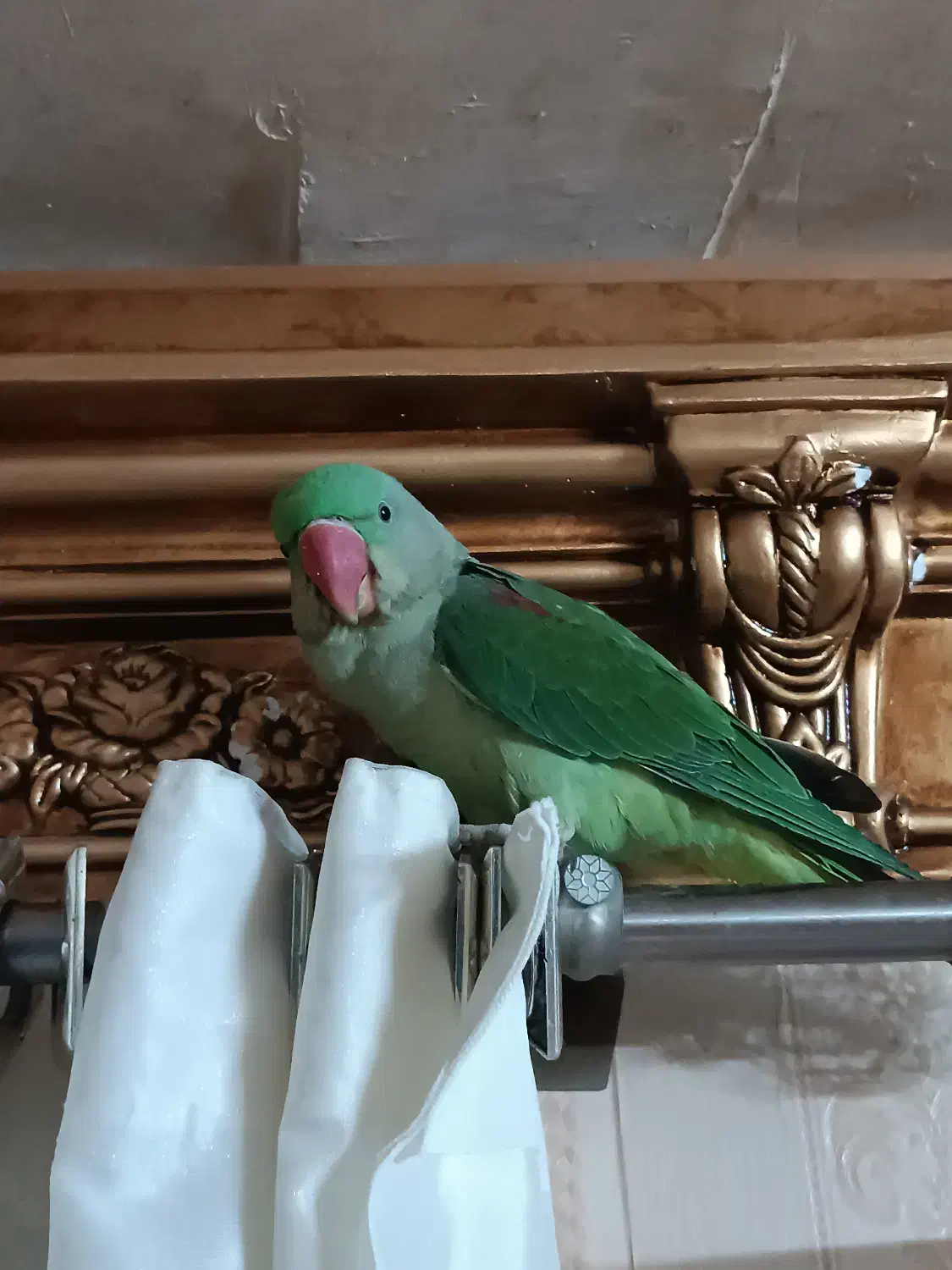 شاه طوطی زیبا با وسایل|پرنده|خوی, |دیوار