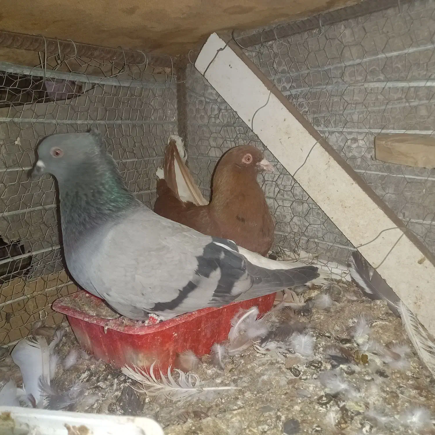 کبوتر رنگی معاوضه یا فروش|پرنده|بیرجند, |دیوار