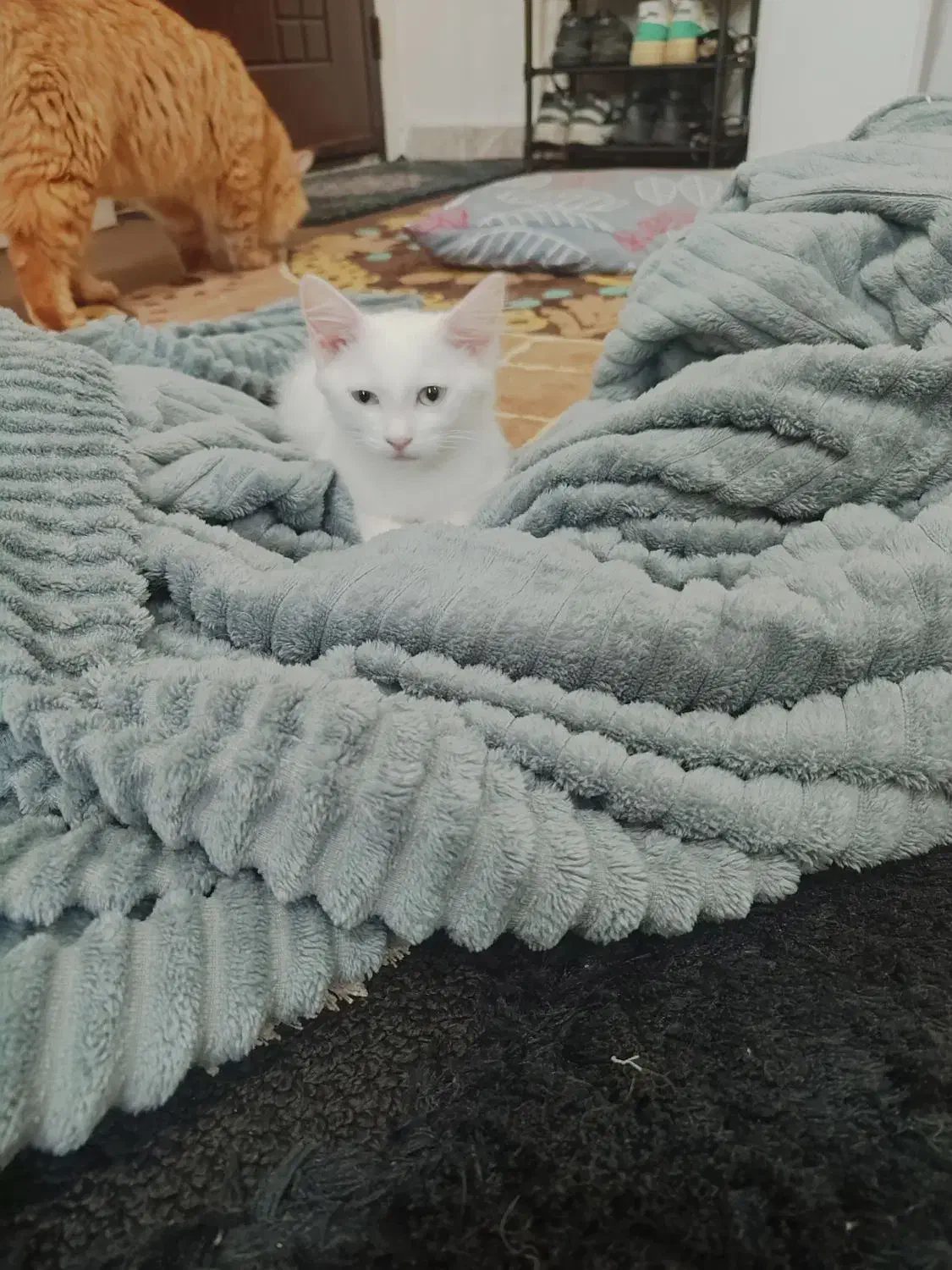 فروش گربه پرشین سفید چشمنیلی|گربه|اهواز, عامری|دیوار