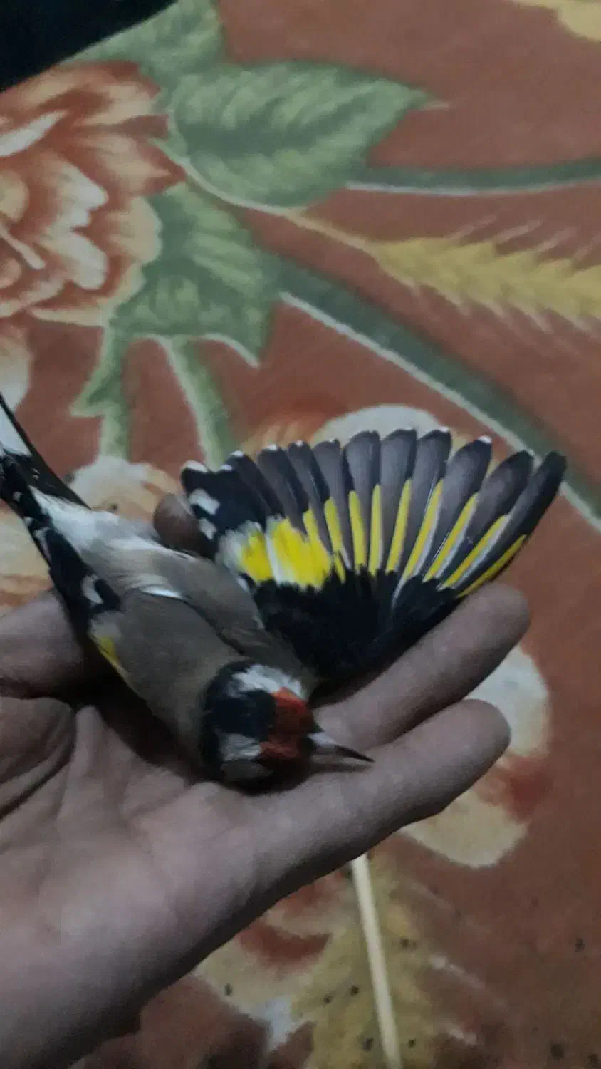 سهره|پرنده|نورآباد, |دیوار