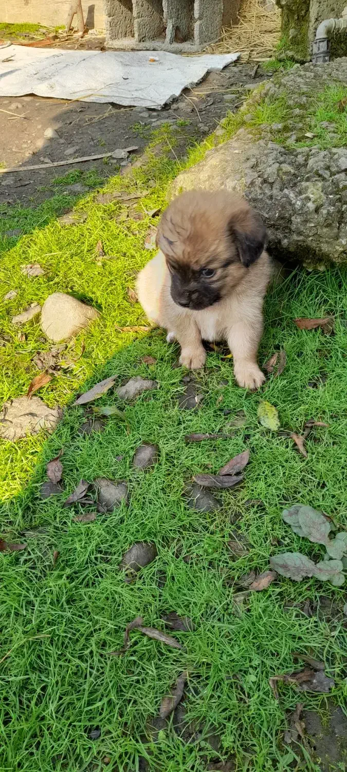 توله سگ فروشی|سگ|رودسر, |دیوار