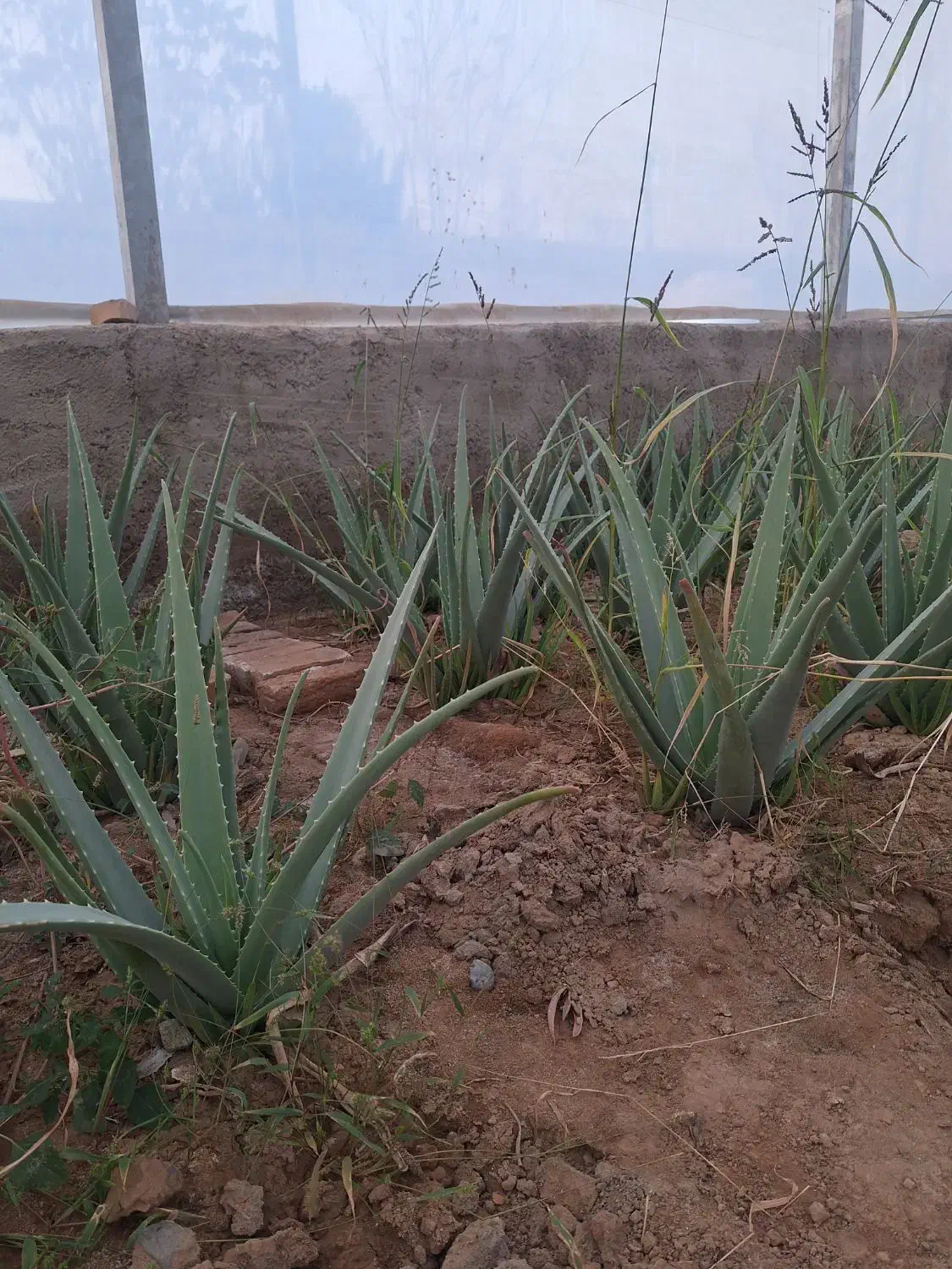 الوورا به صورت یکجا توافقی|گل و گیاه طبیعی|خاوران, |دیوار