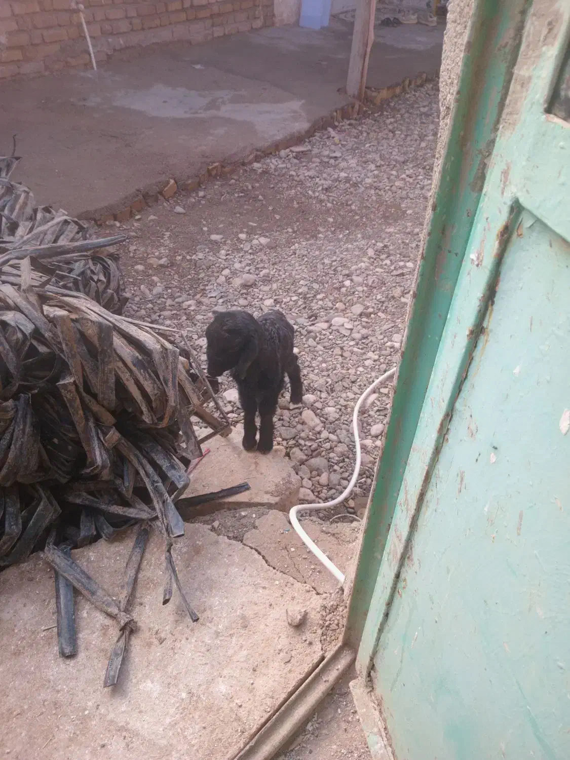 بره|حیوانات مزرعه|خرمدشت, |دیوار