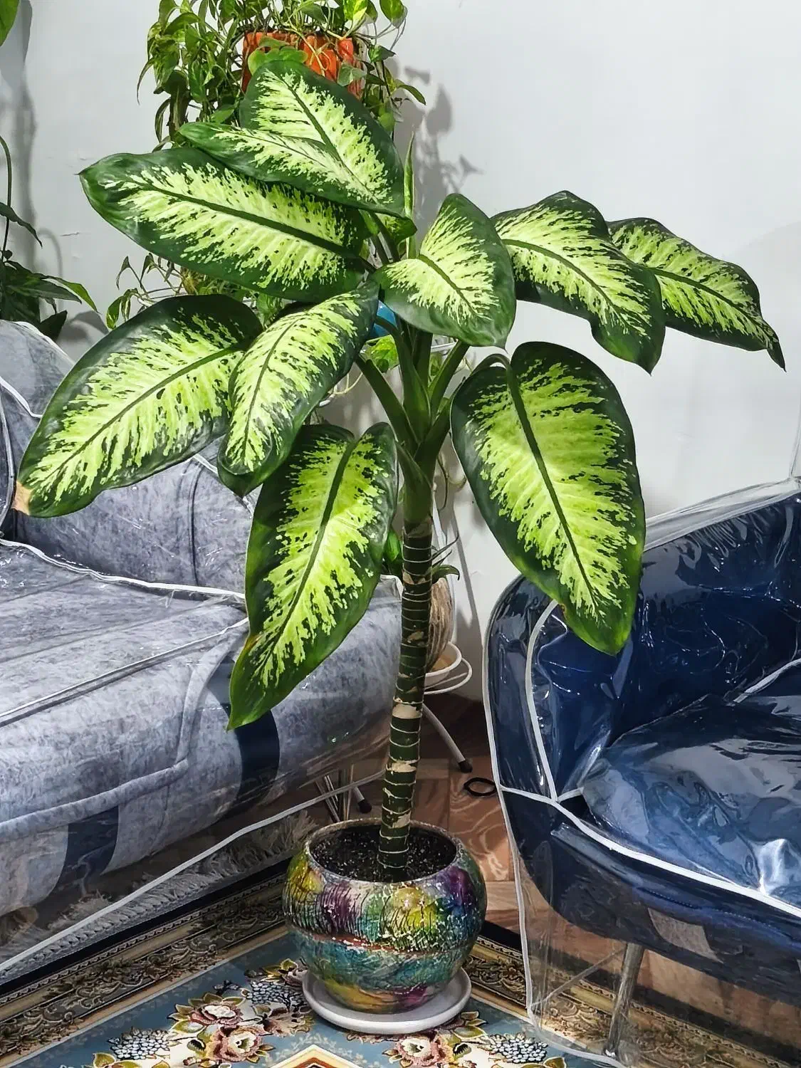 گل دیفن باخیا|گل و گیاه طبیعی|رباطکریم, شهرک والفجر|دیوار