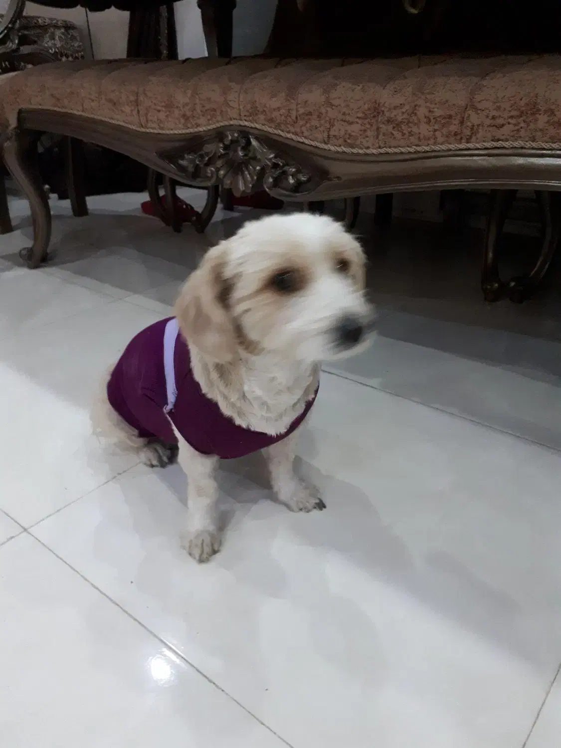 واگذاری سگ شیرو تریر|سگ|اصفهان, خانه اصفهان|دیوار