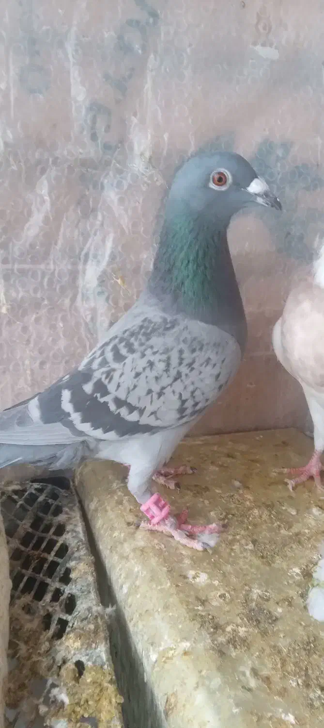 طوقی و...|پرنده|طبس, |دیوار