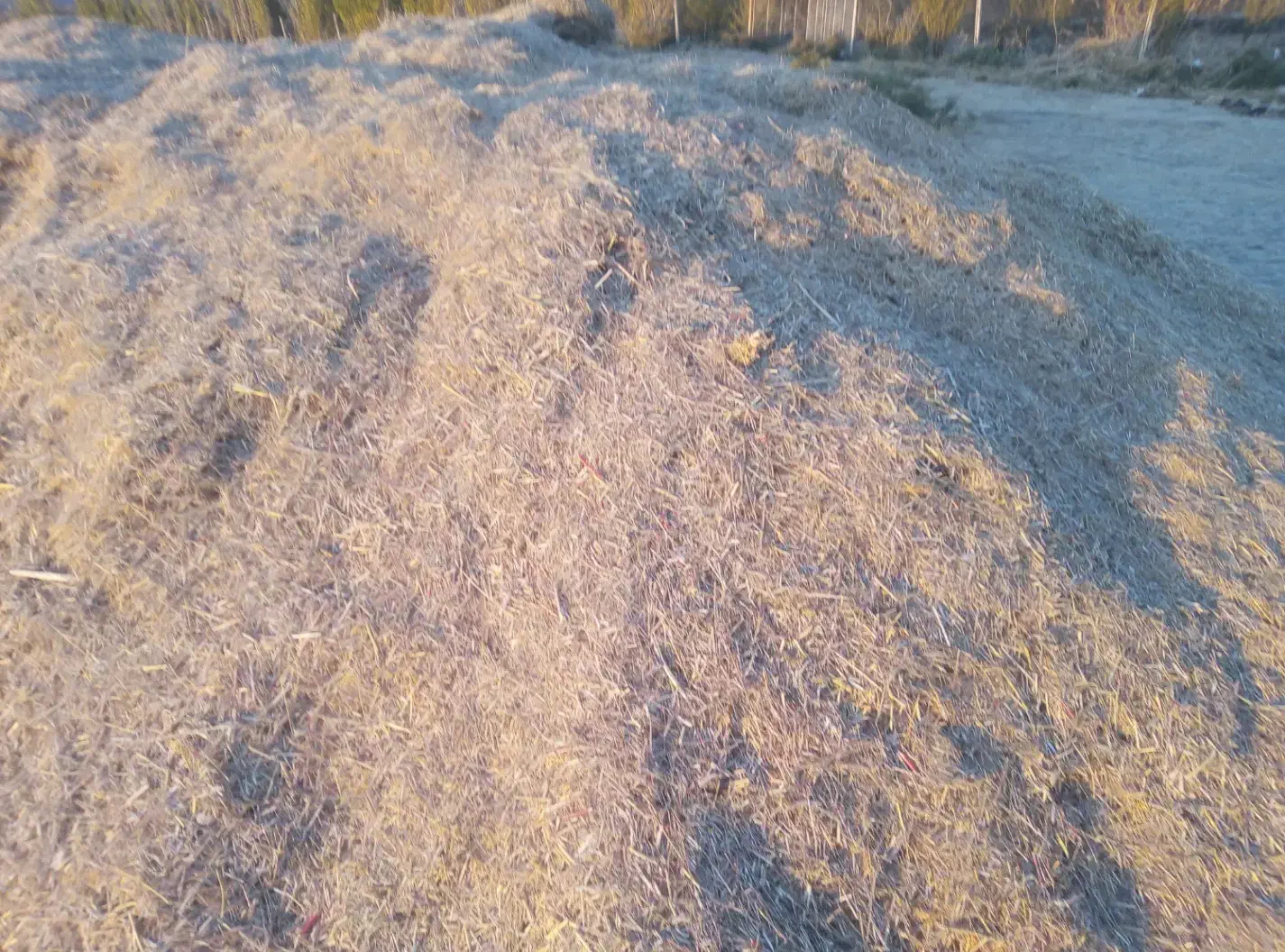 گیاه سبزه داس درو|حیوانات مزرعه|دینور, |دیوار