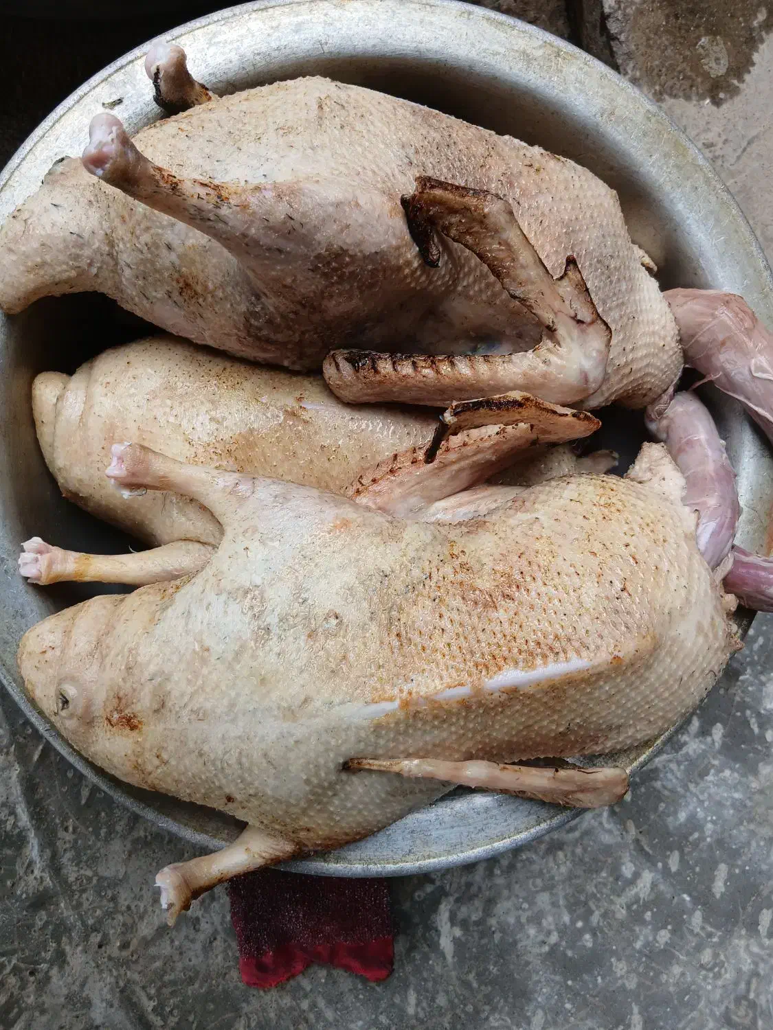 اردک|حیوانات مزرعه|تولم شهر, |دیوار