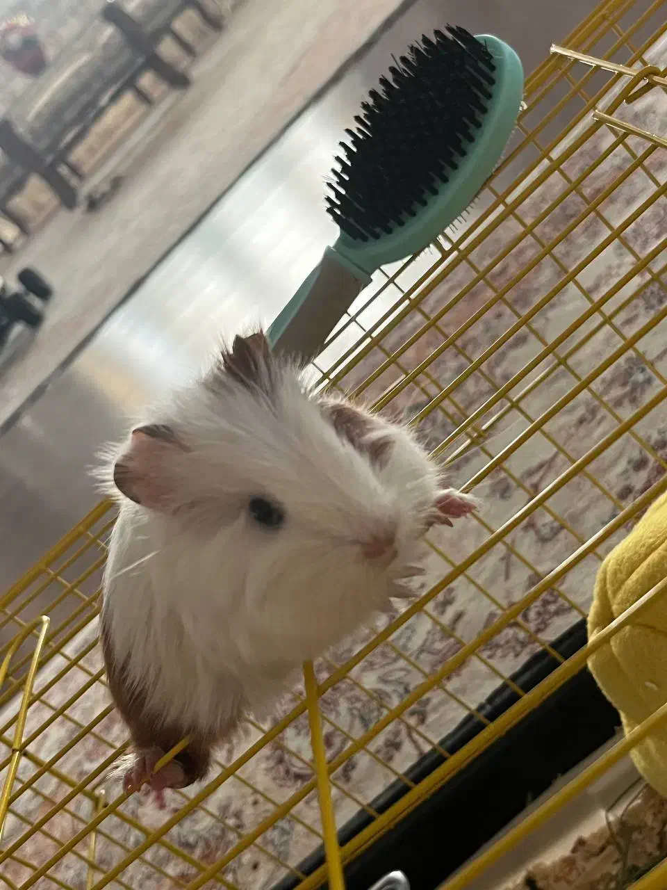 خوکچه هندی|موش و خرگوش|رودهن, |دیوار