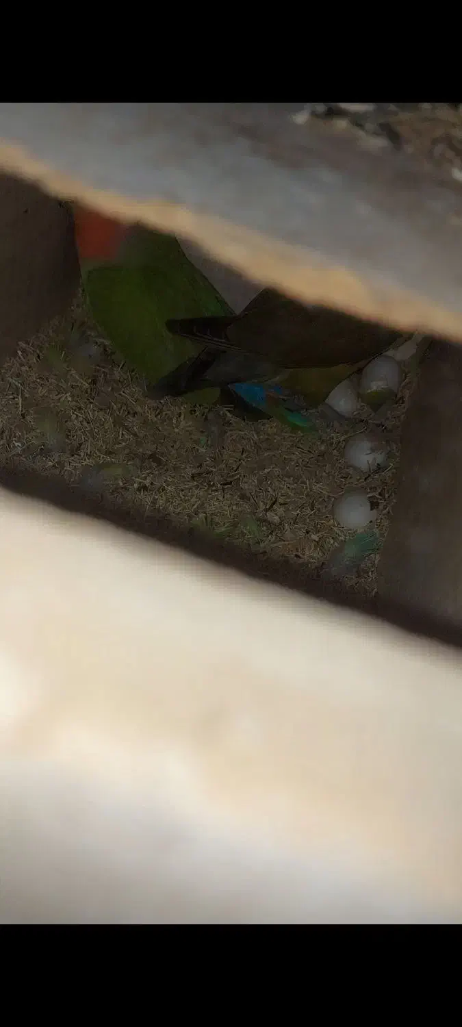 جفت طوطی برزیلی شرط مولد|پرنده|آبادان, |دیوار