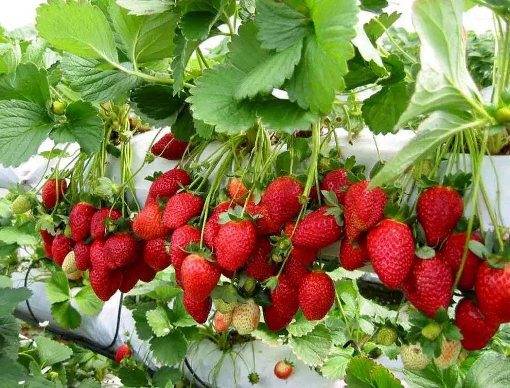 شروع آموزش پرورش قارچ دکمه ای و سایر رشته ها|خدمات آموزشی|یزد, |دیوار