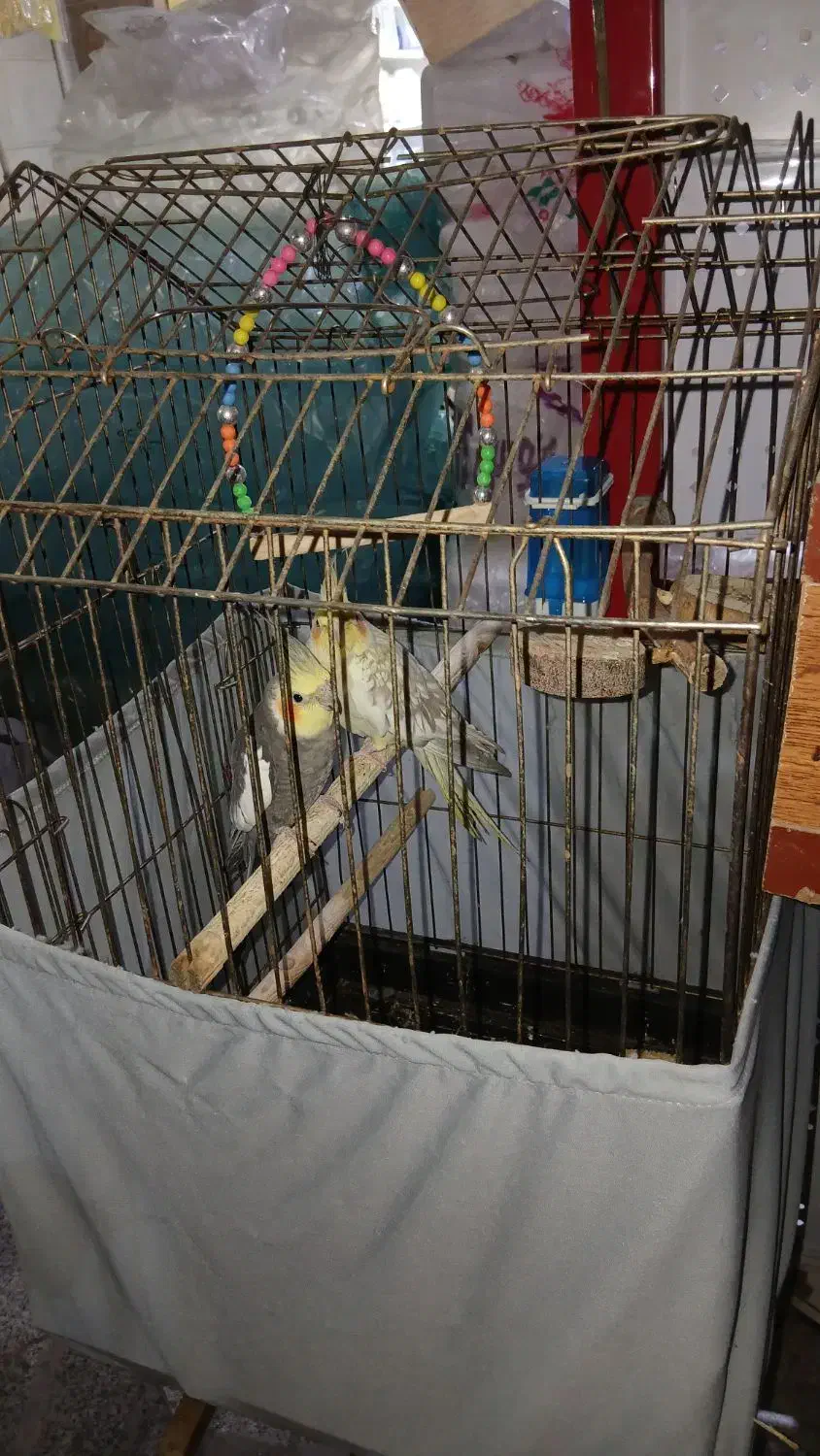 عروس هلندی جفت مولد|پرنده|تهران, هفده شهریور|دیوار