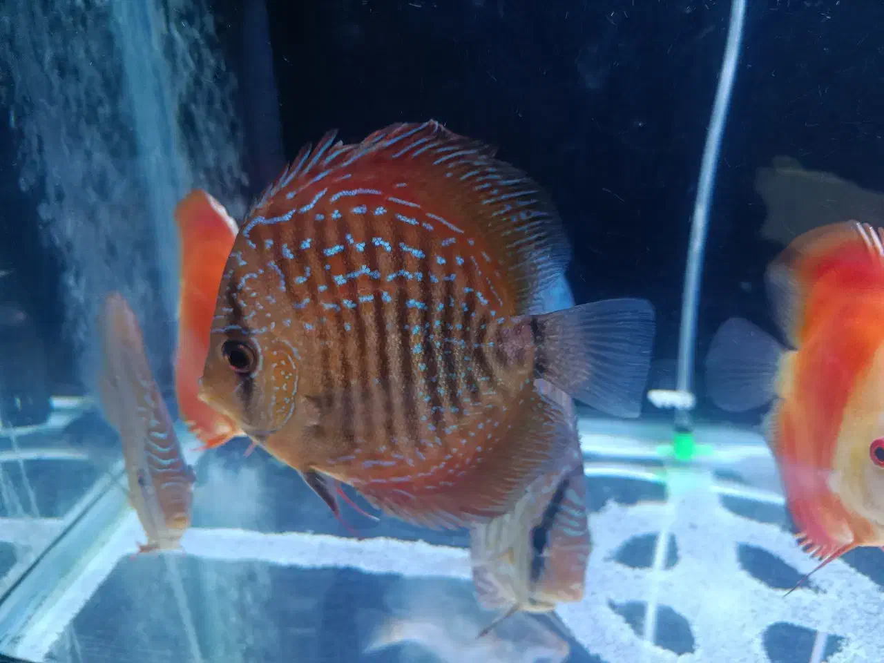 دیسکس نژاد خاص|ماهی|مشهد, هفده شهریور|دیوار