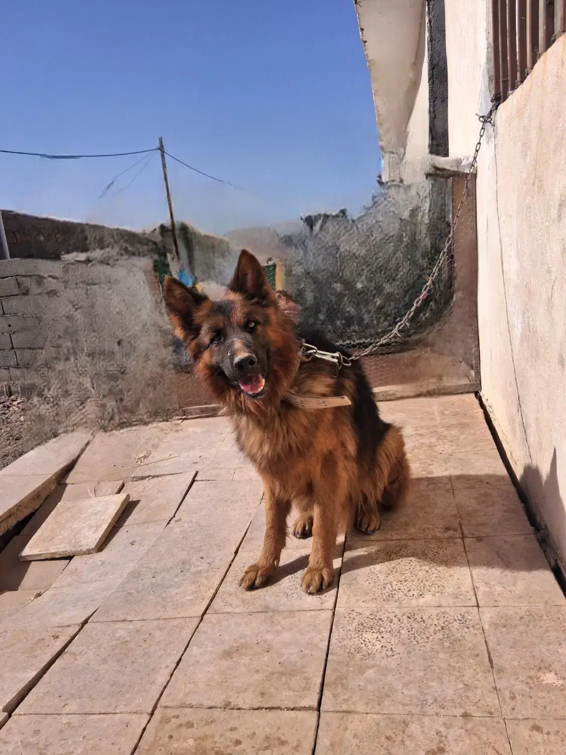 شگ گمشده به یابنده مژدگانی|حیوانات|بم, |دیوار