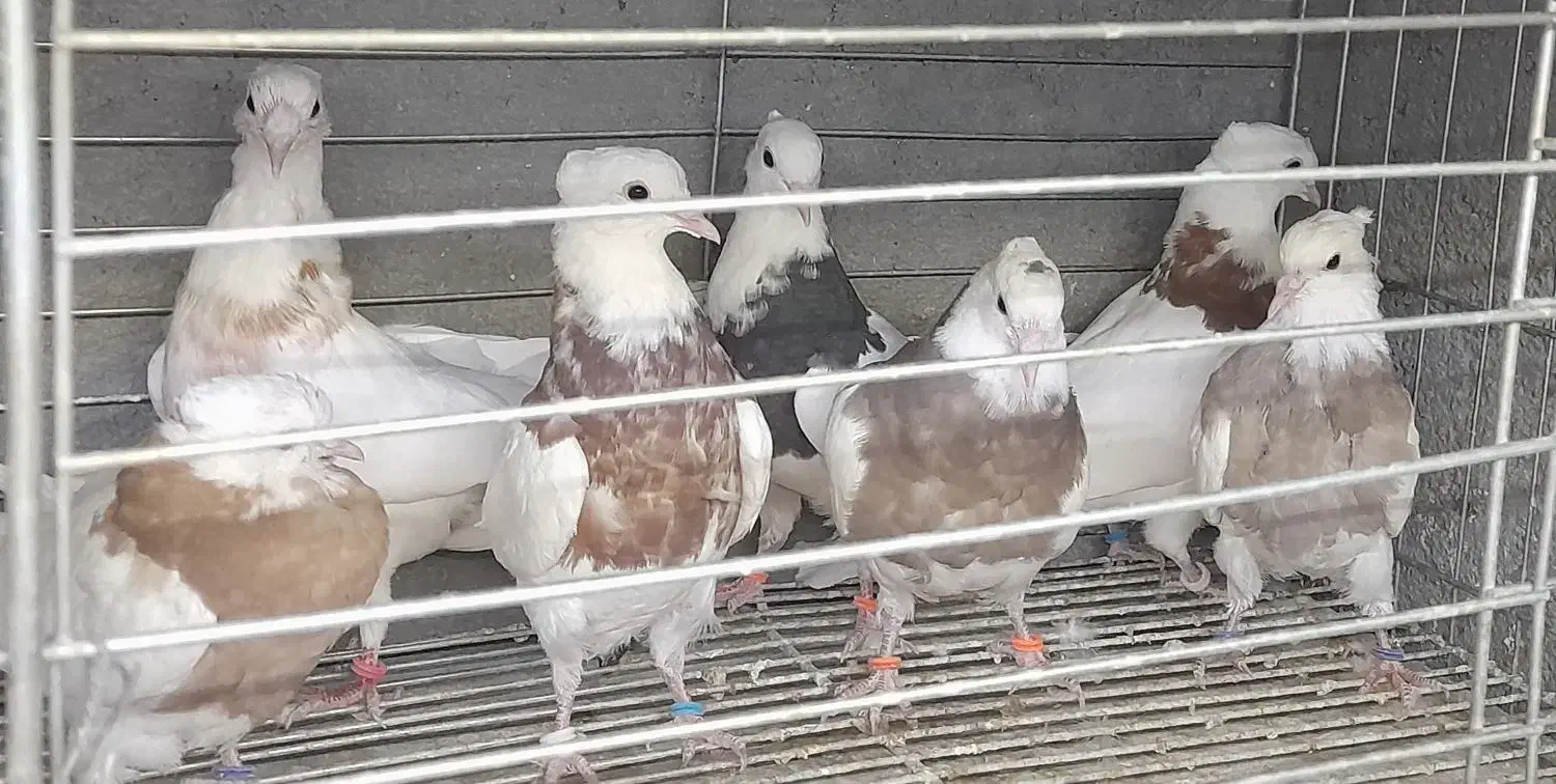 طوقی|پرنده|مبارکه, |دیوار