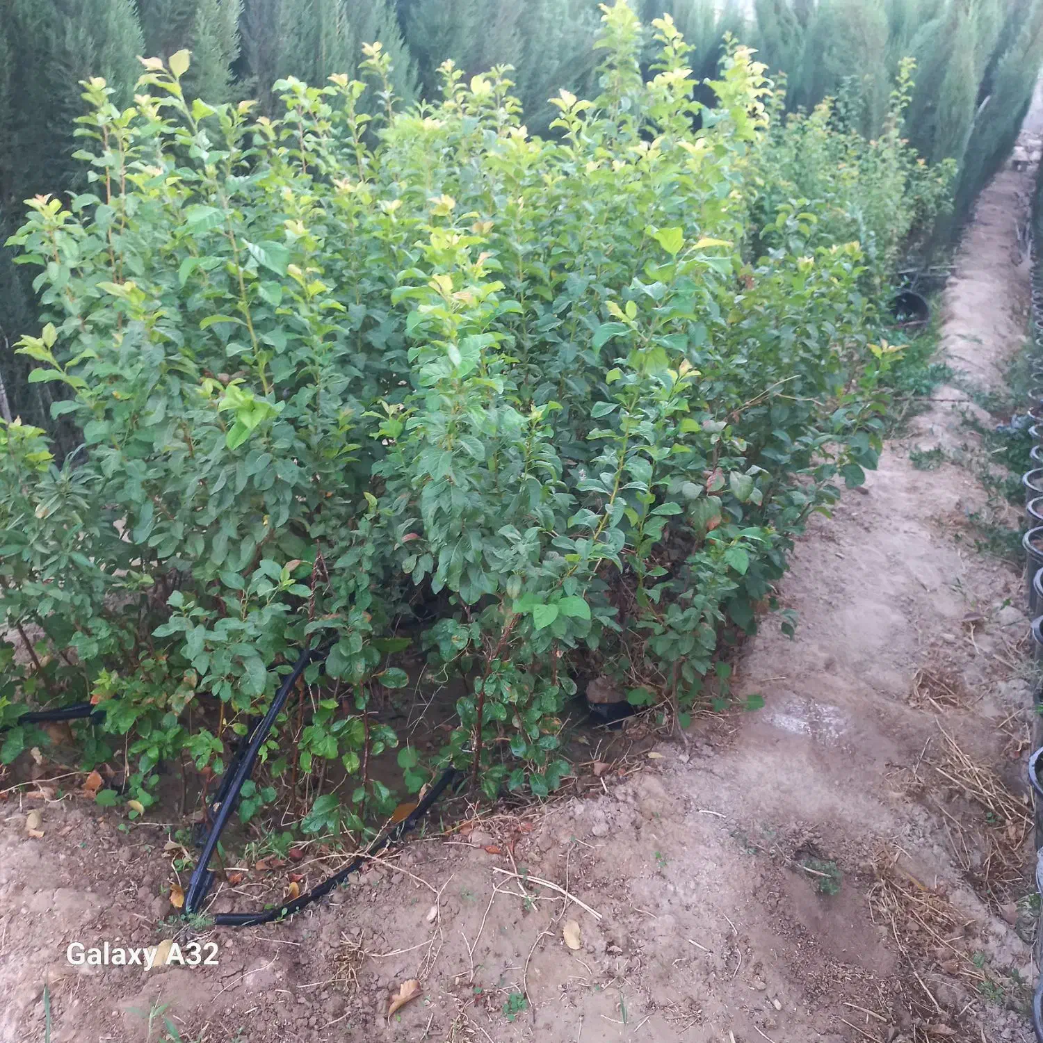 نهال گوجه باغی درخت گرجه باغی آلوچه پیوندی|گل و گیاه طبیعی|خفر, |دیوار