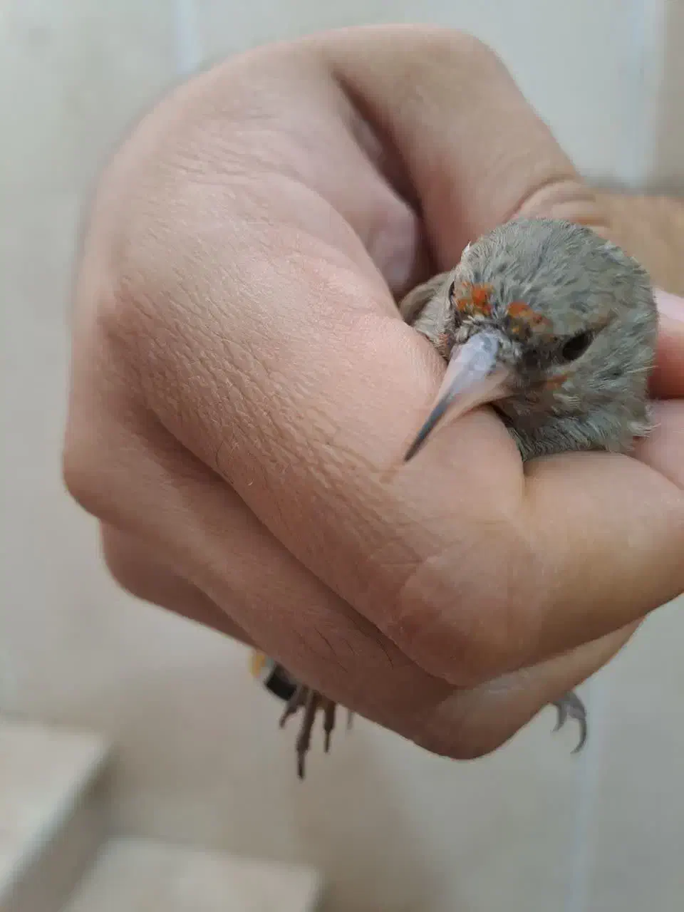 جوجه سهره|پرنده|اسلامشهر, شهرک مفیدی|دیوار