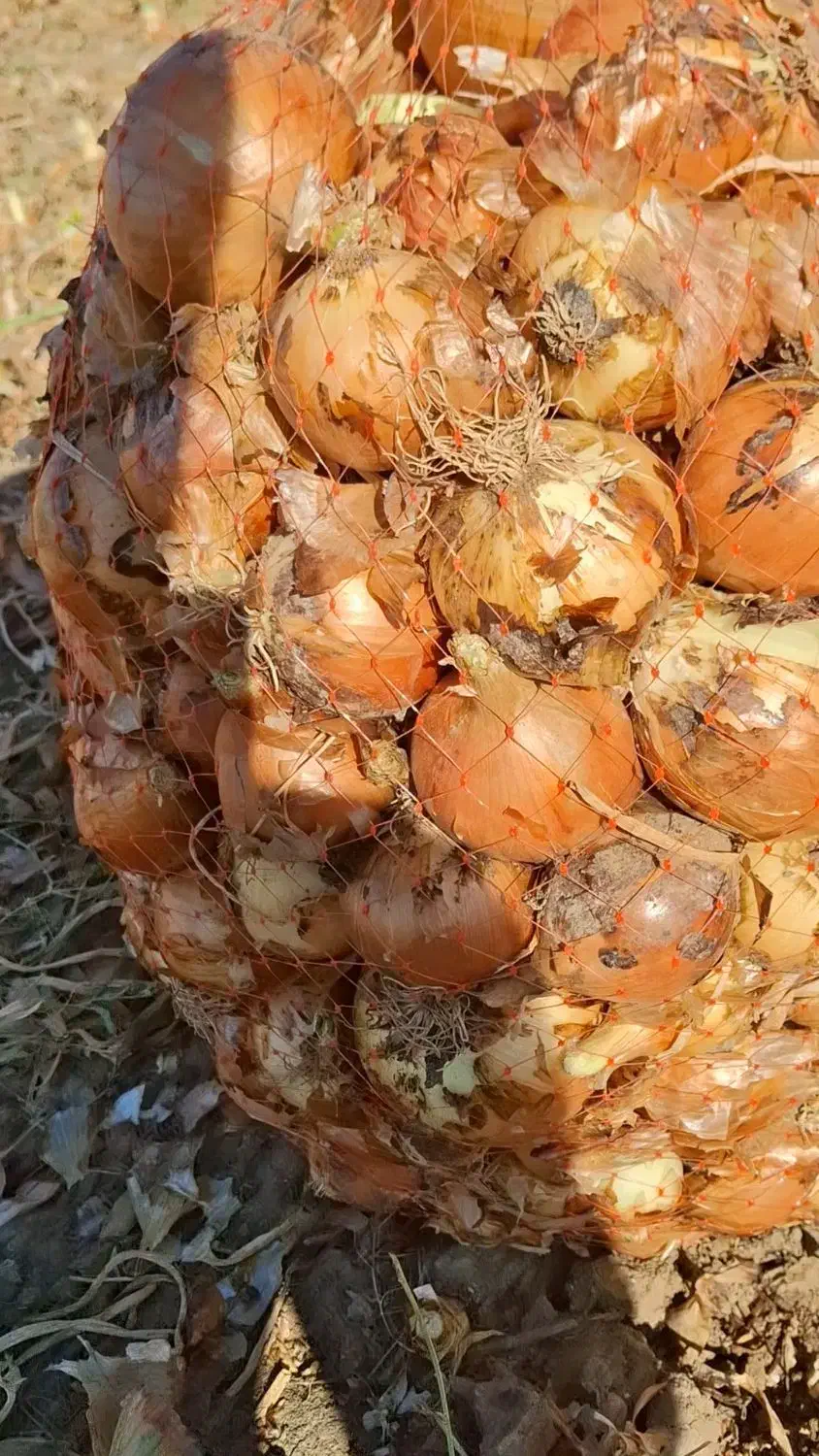 پیاز|خوردنی و آشامیدنی|جوین, |دیوار