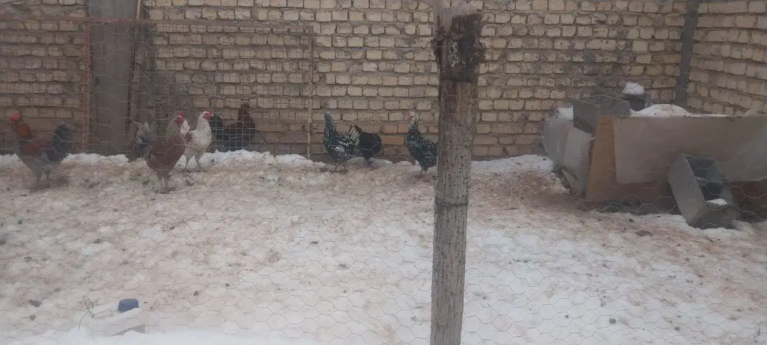 خروس|حیوانات مزرعه|فارسان, |دیوار