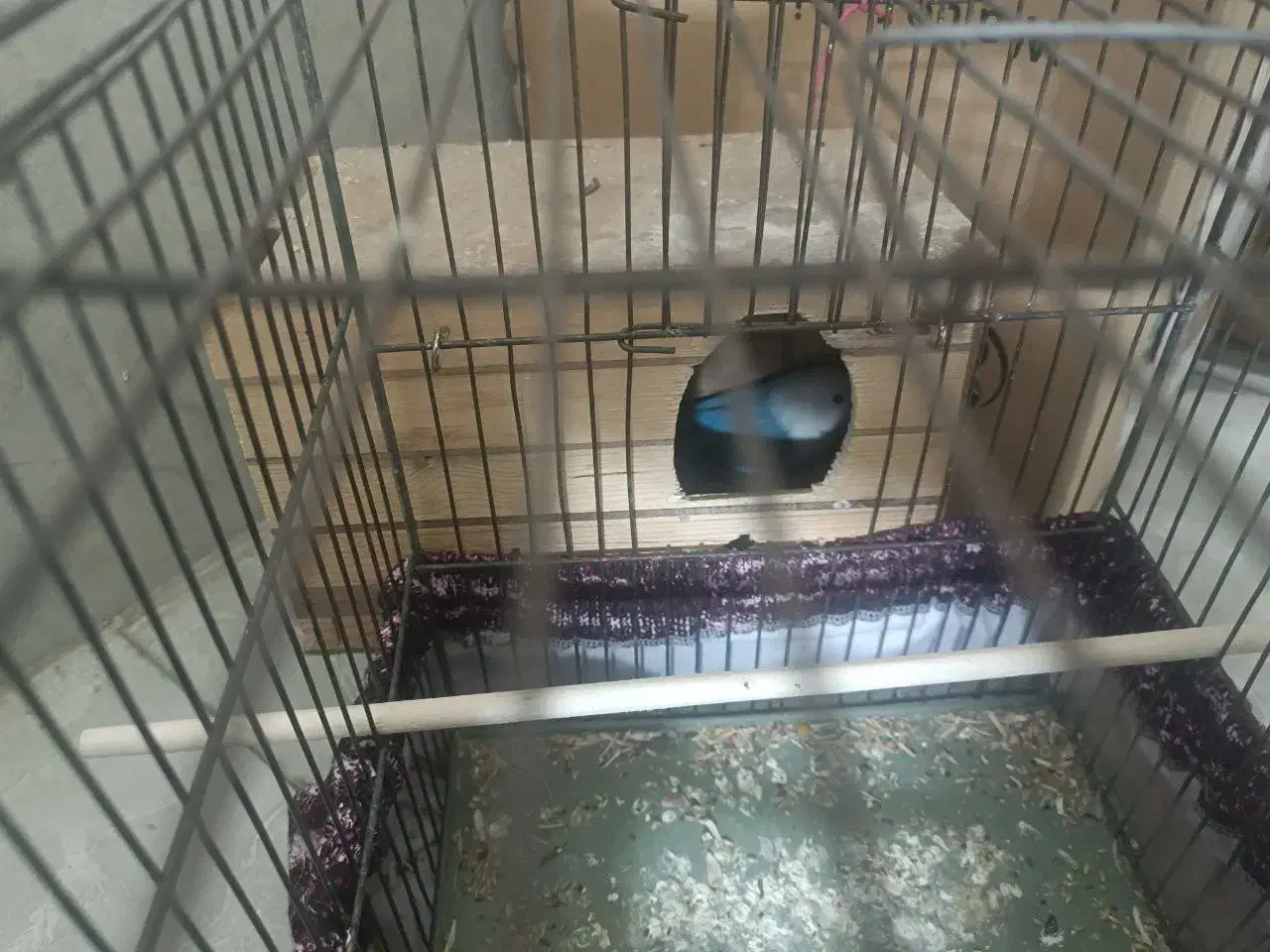 جفت برزیلی مولد معاوضه|پرنده|ری, دولتآباد|دیوار